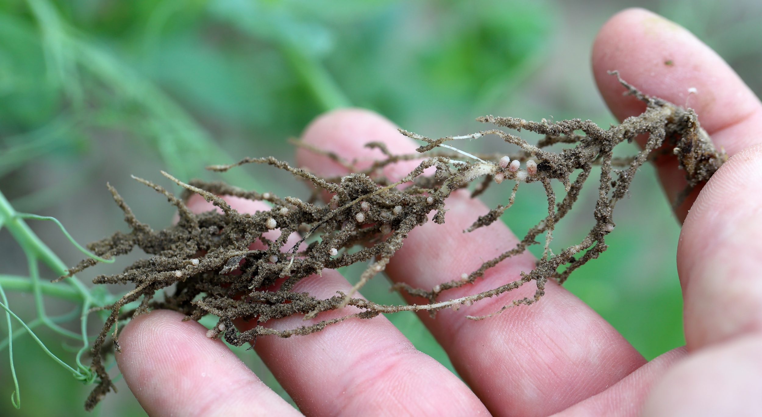 Decoderen van wortelknolletjes – De ruimtelijk-temporeel hormonale regulatie van weefselspecifieke initiatie van wortelknolletjes in Medicago truncatula