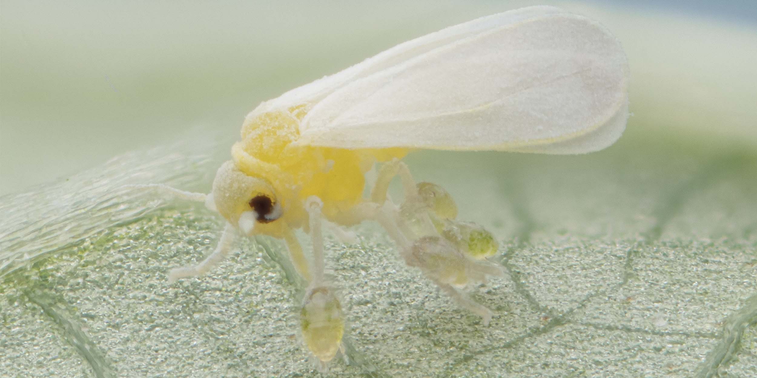 Whitefly Bemisia tabaci with broadmite