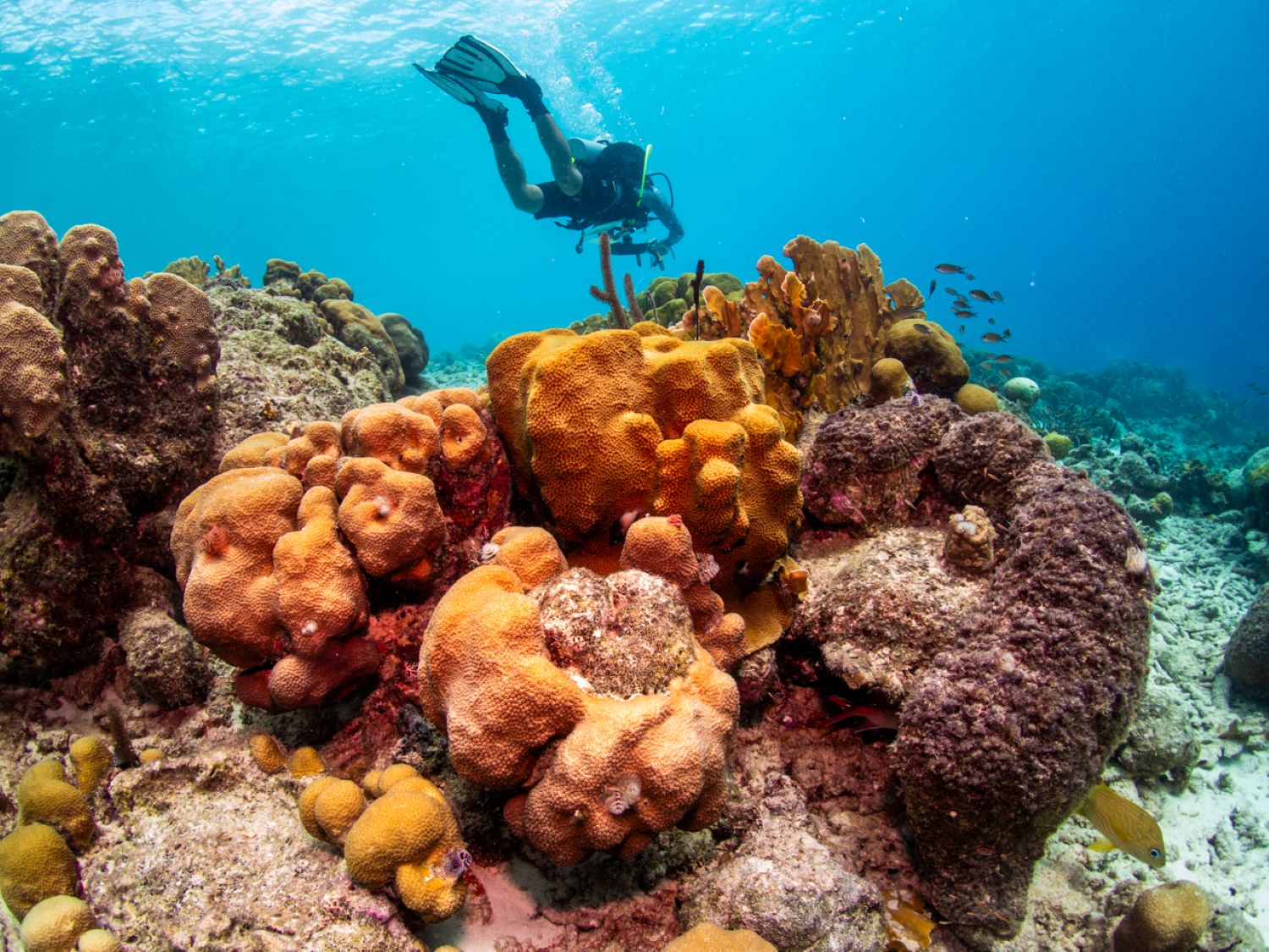 Onderzoeker tijdens een duikonderzoek op een koraalrif bij Bonaire.