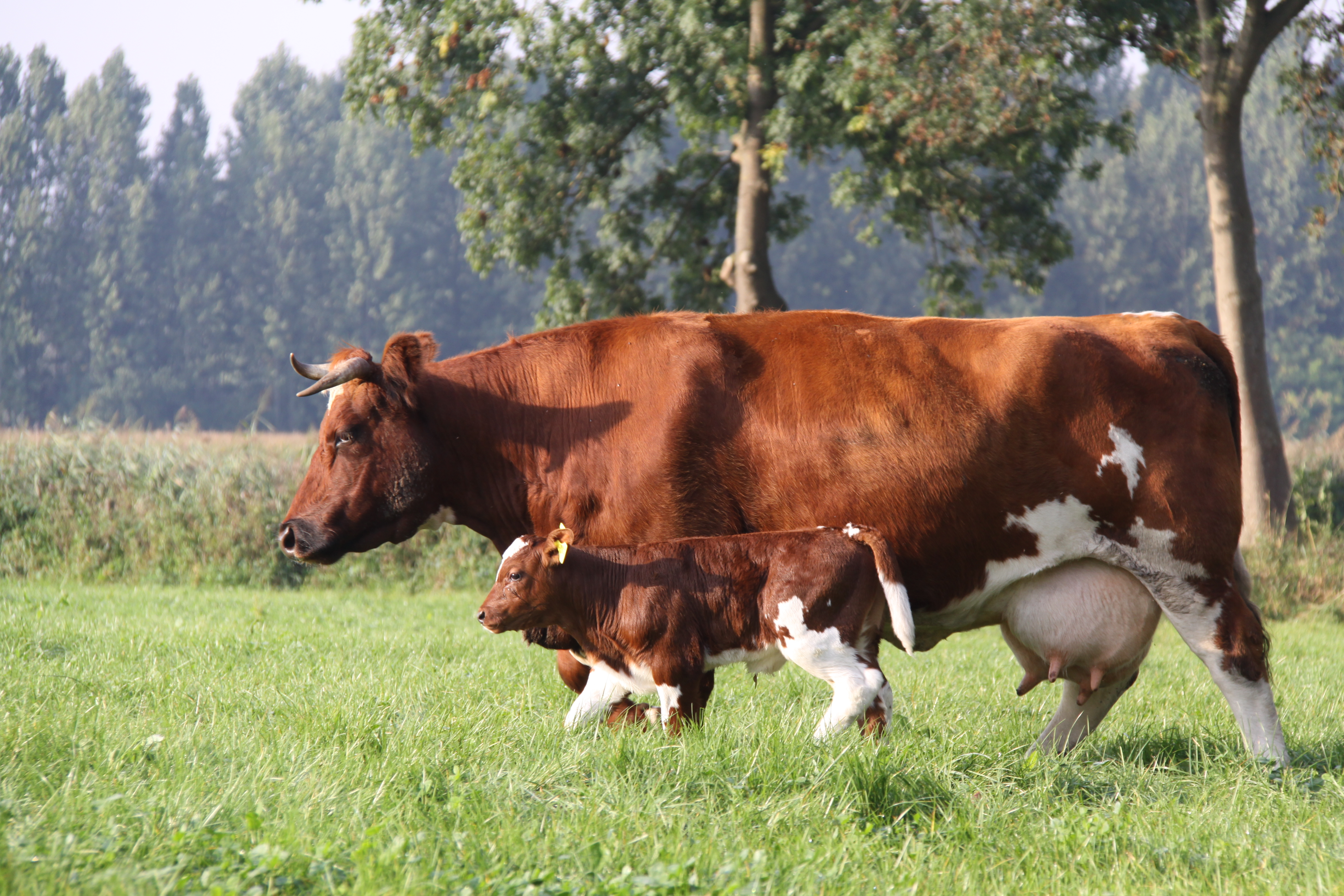 Een Brandrode koe met kalf in de wei