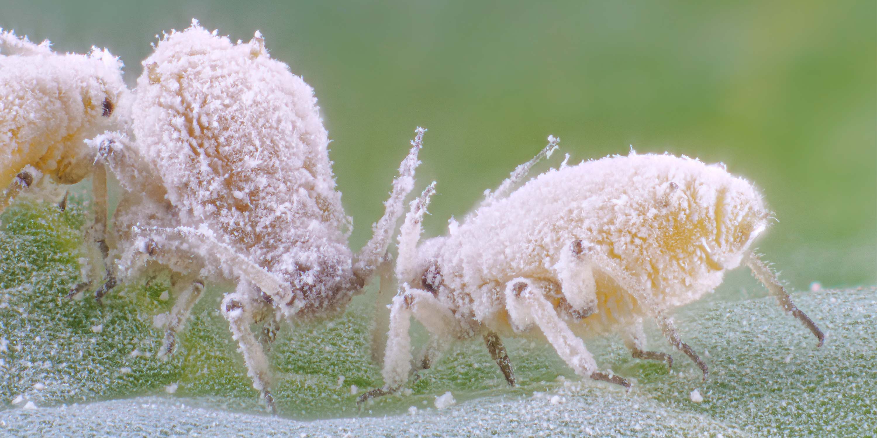 Cabbage aphids