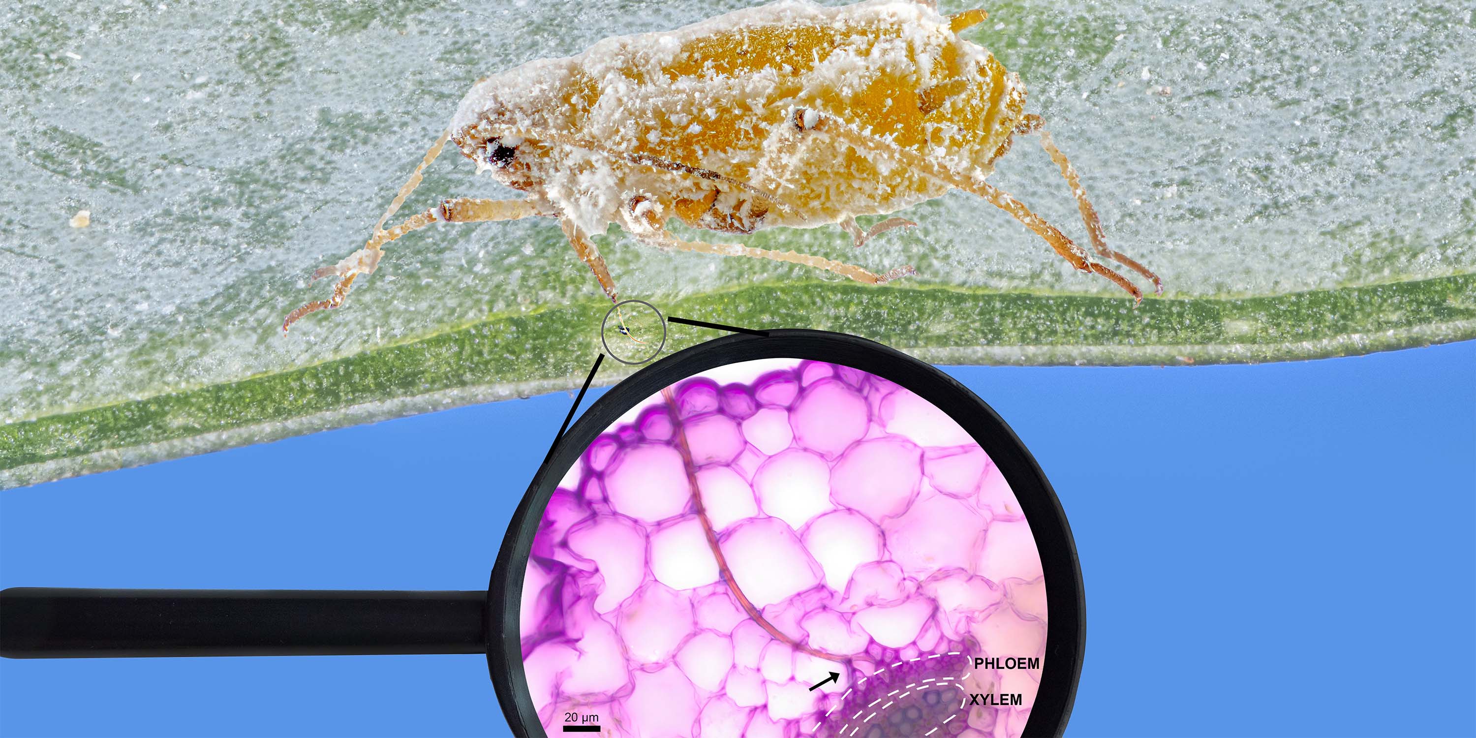 Aphid with stylet in plant leaf tissue