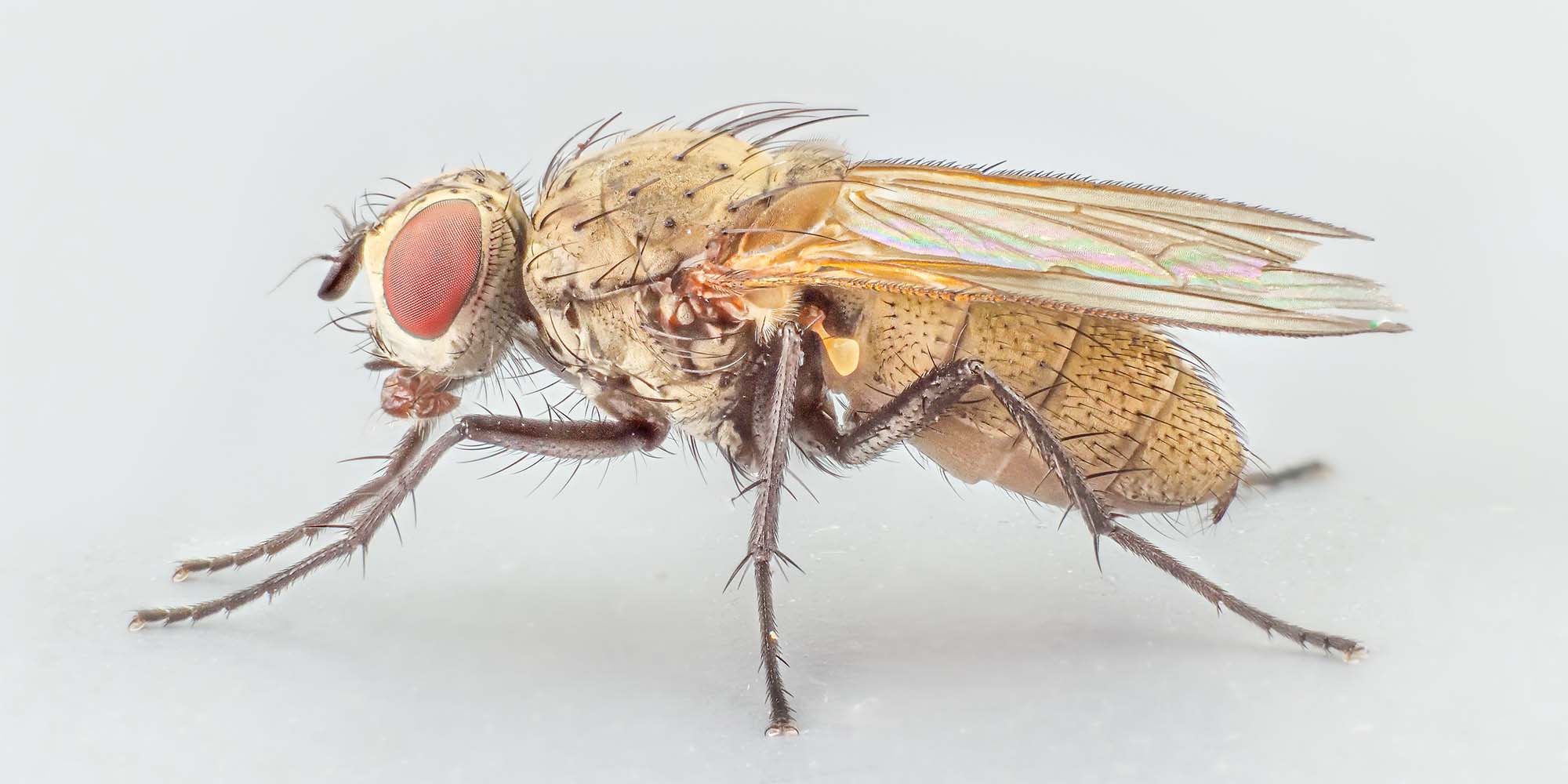 The cabbage root fly, Delia radicum