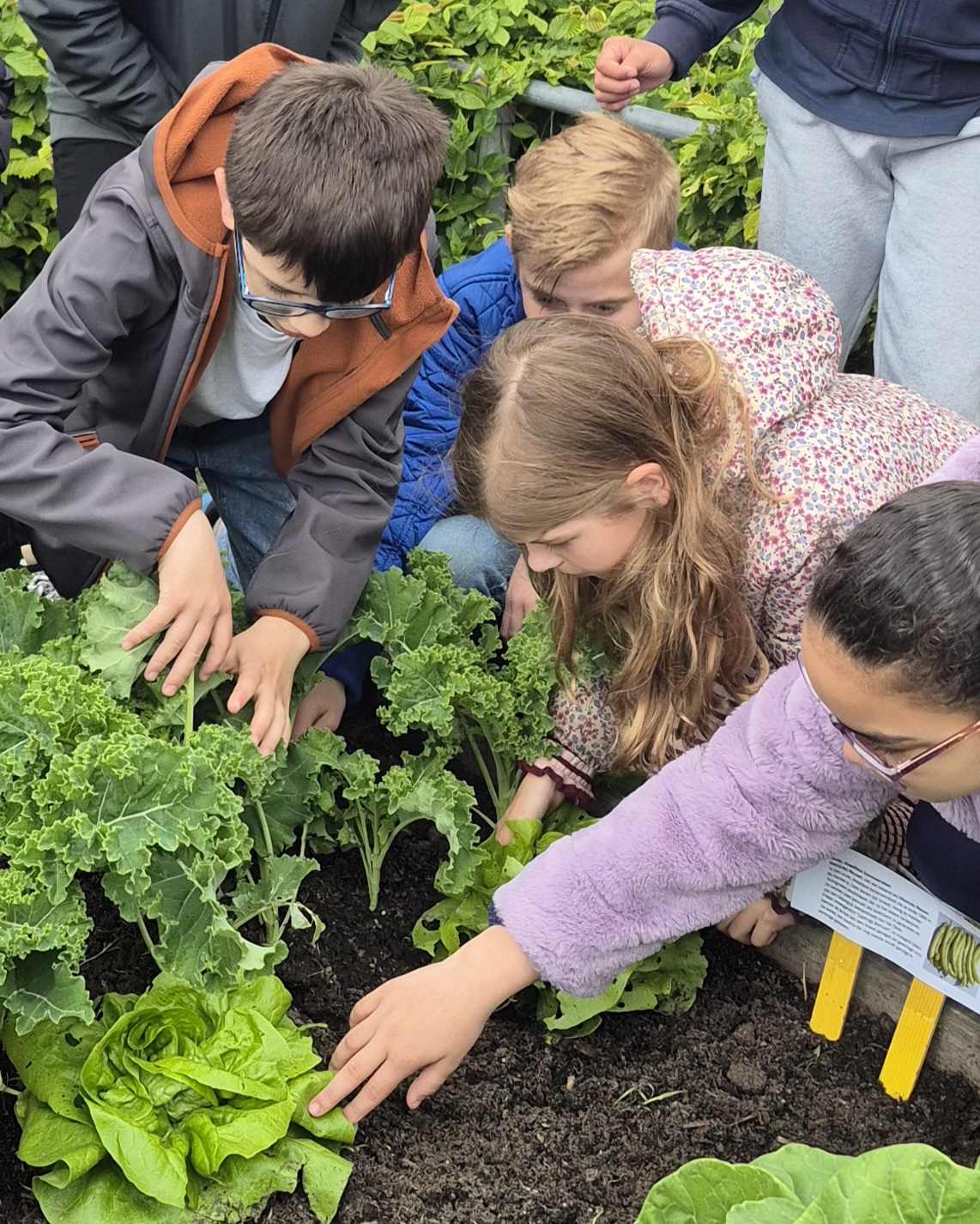 Groningse leerlingen in de moestuin