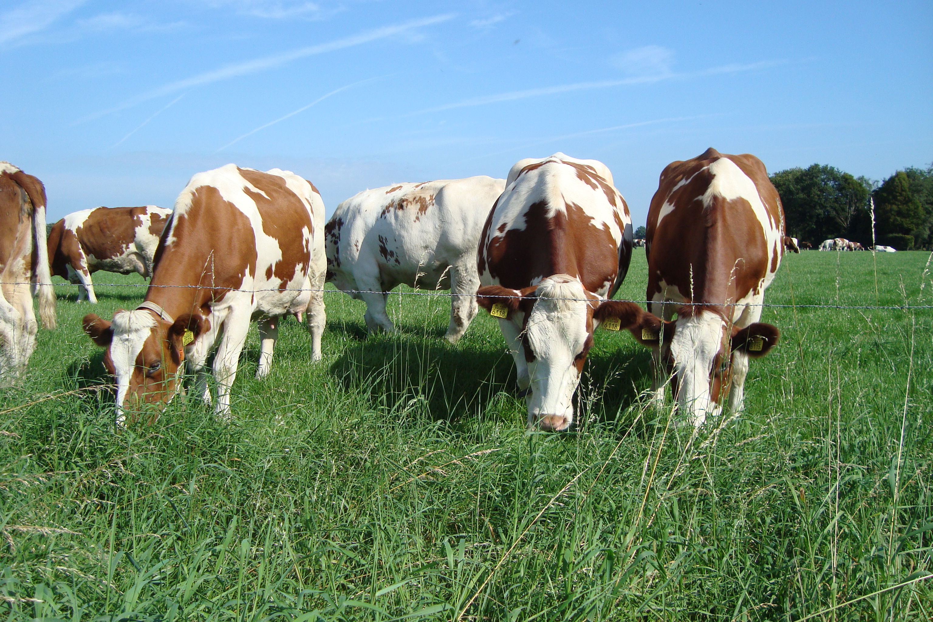 Meuse Rhine Yssel cows in a field