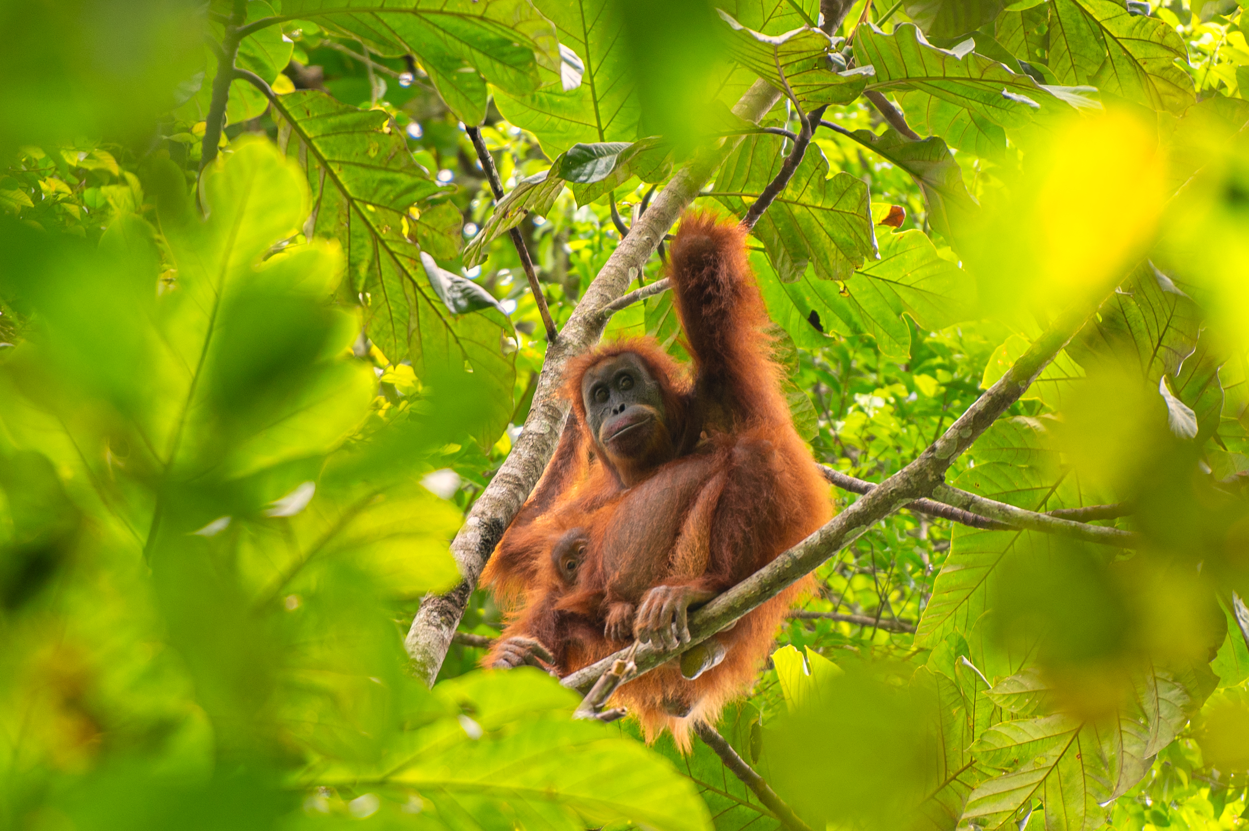 Tapanuli orangutan 