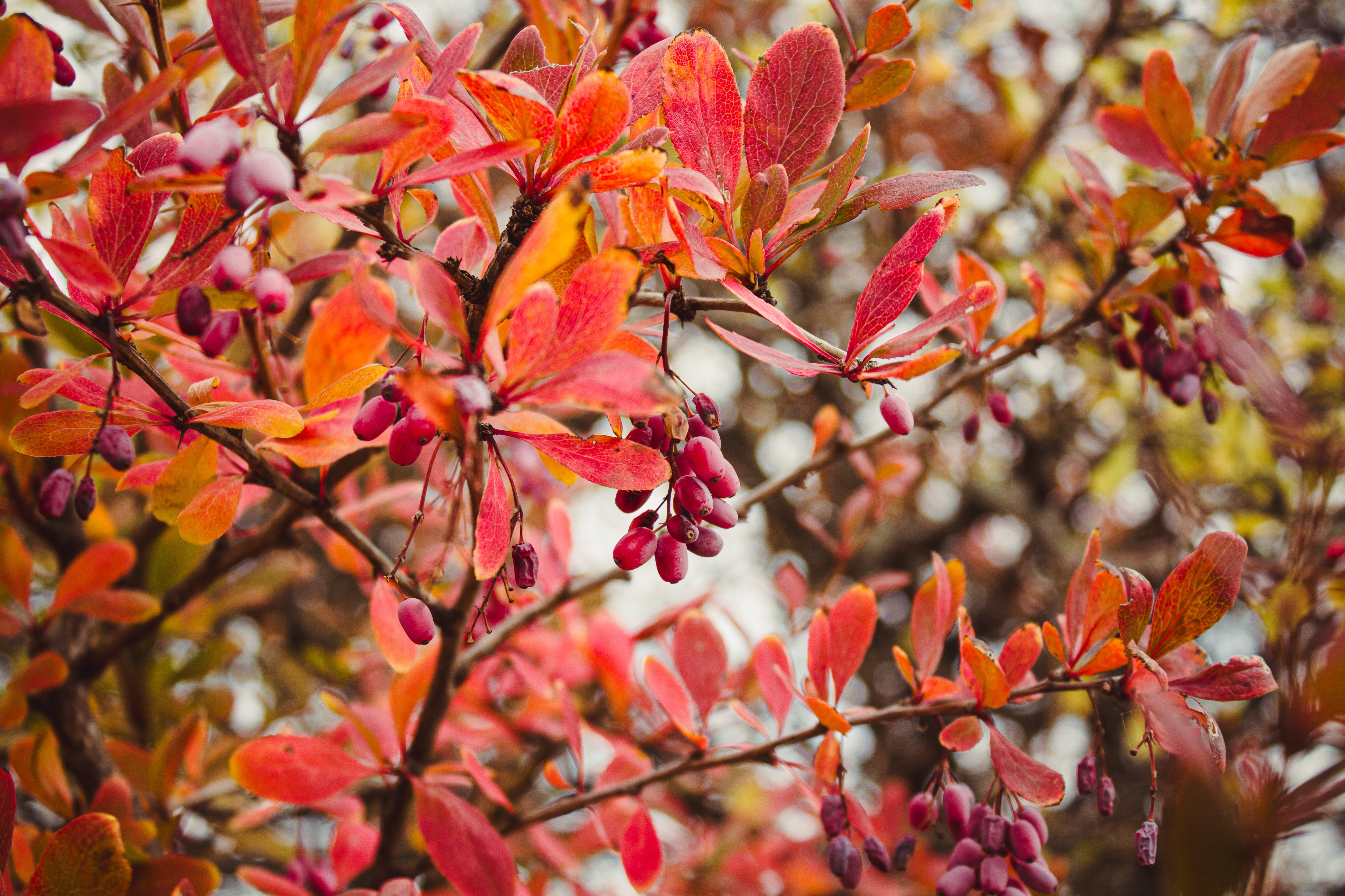 Close-up van een tak van de zuurbes, Berberis vulgaris
