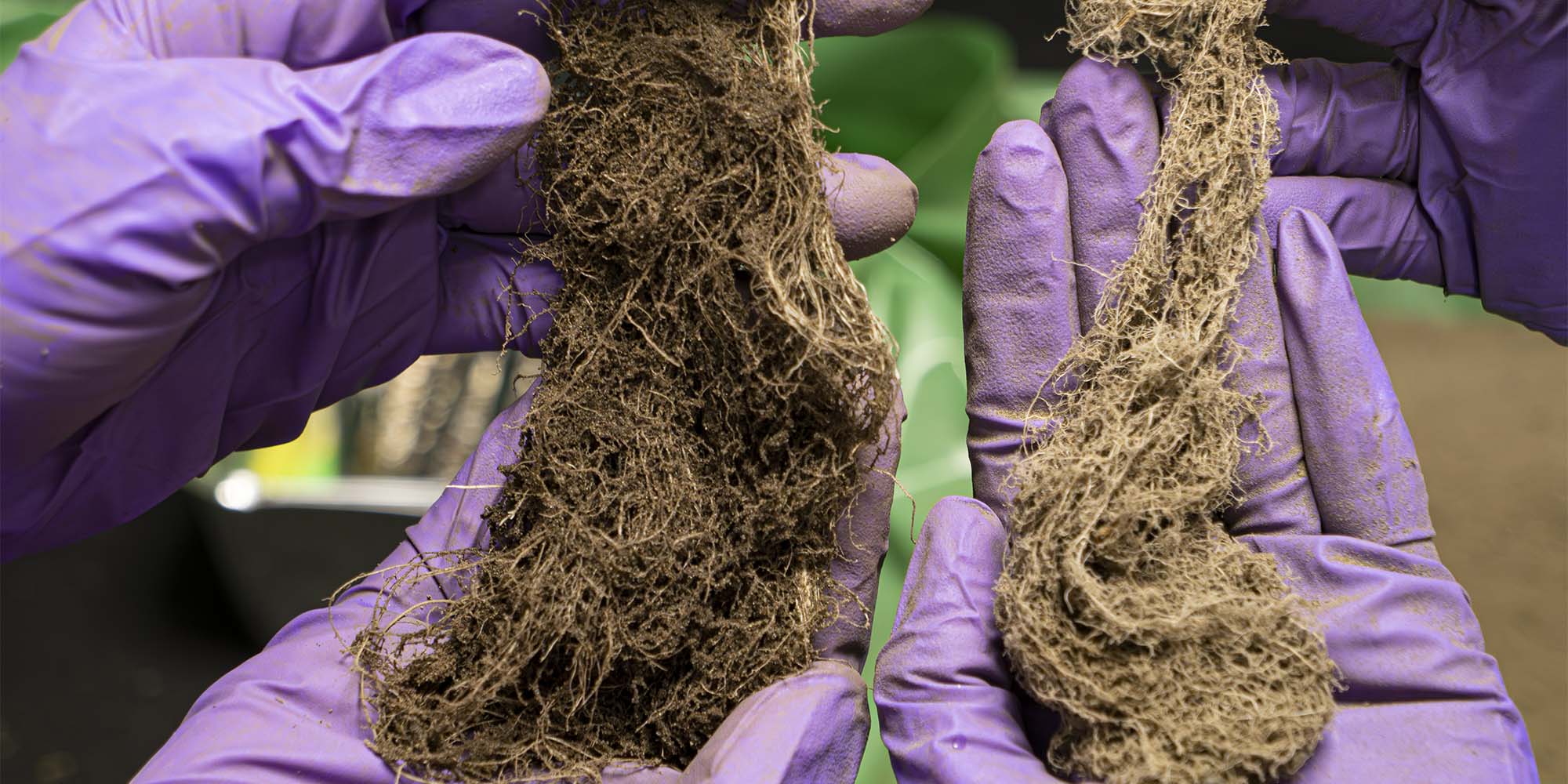 Roots of cabbage plants