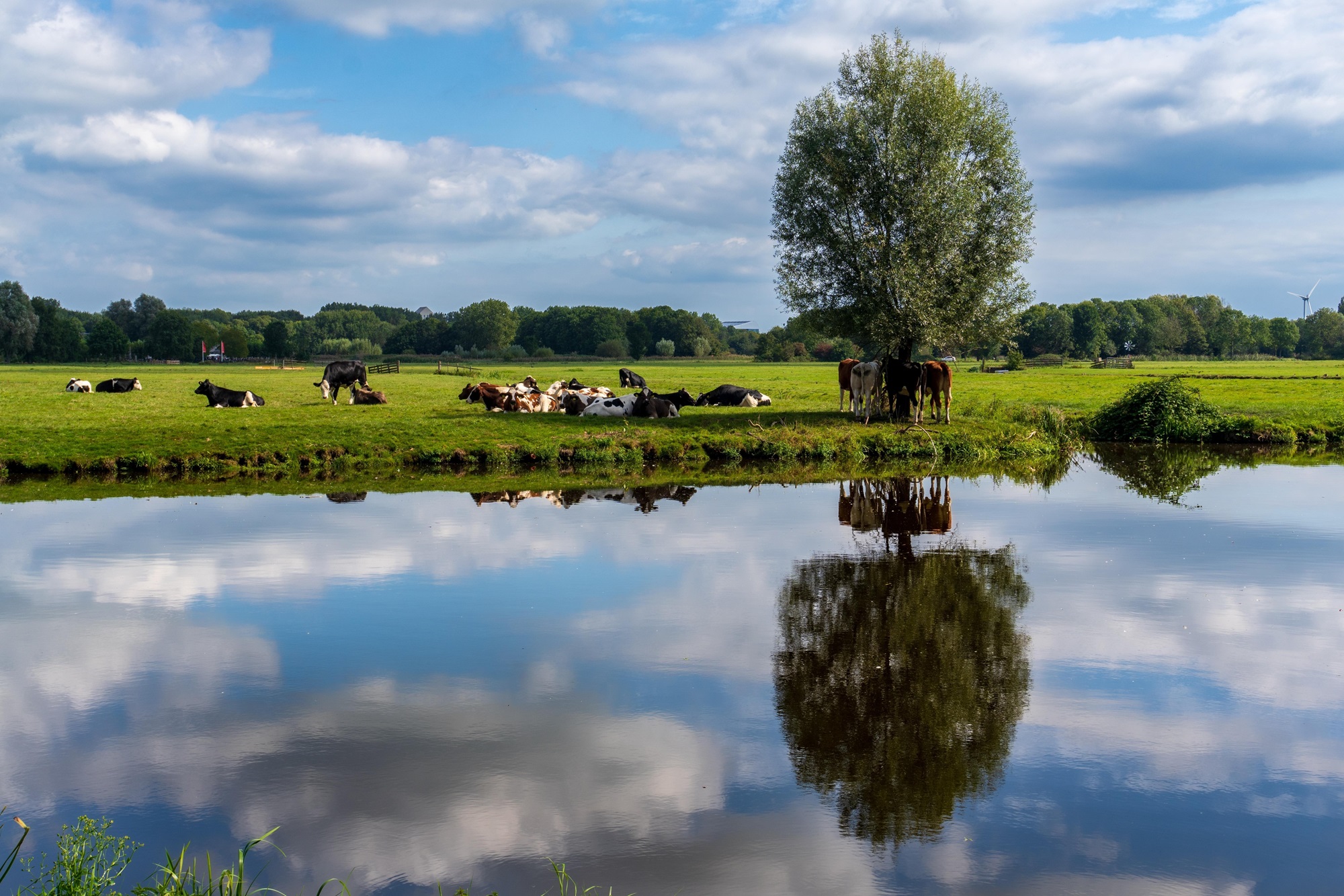 koeien bij water
