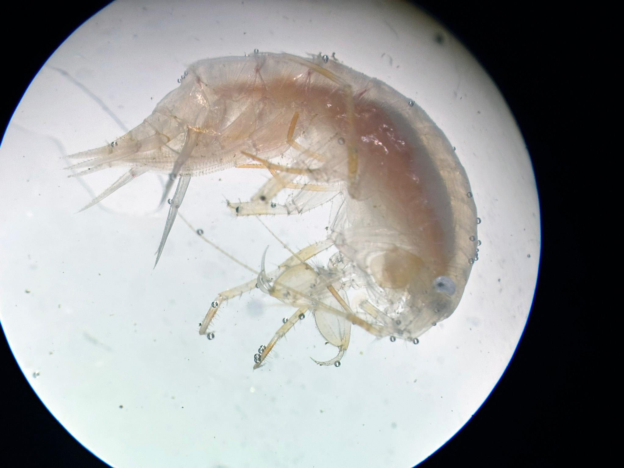A microscopic look at krill.