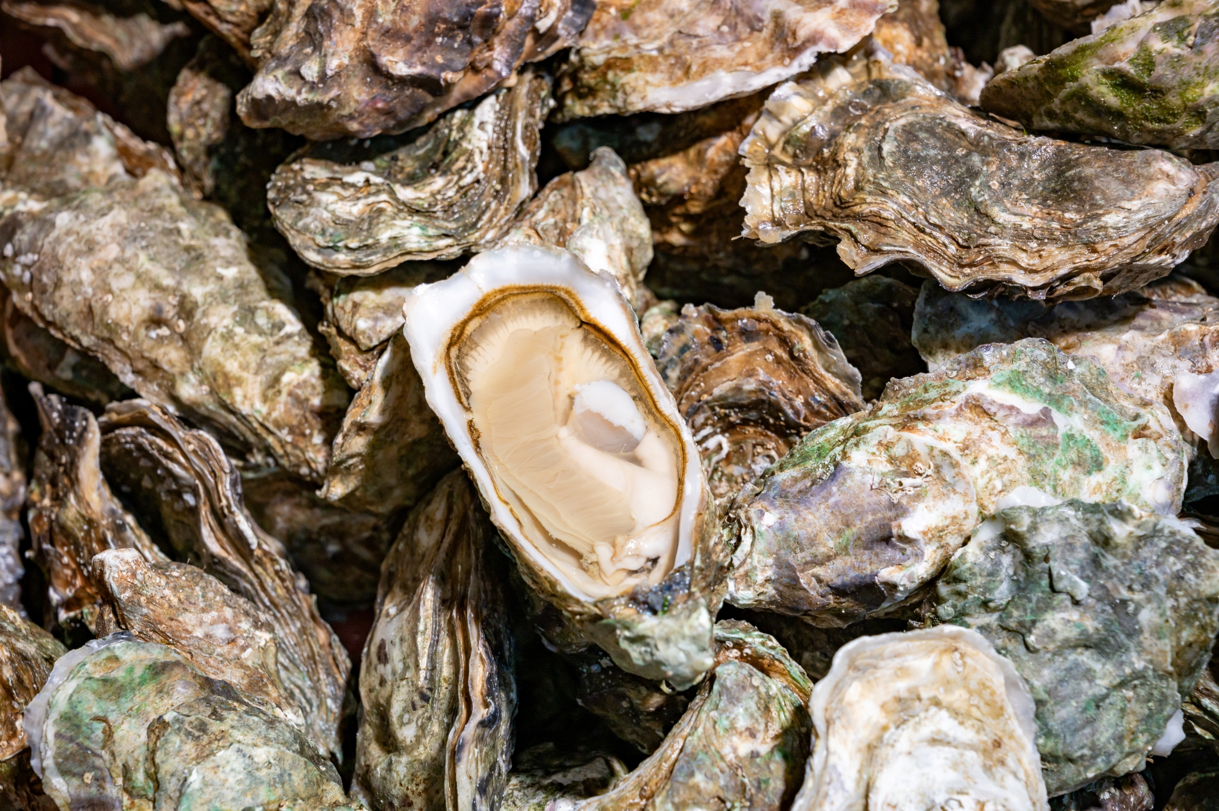 Graven in Genomen – een moleculaire basis voor oester herstel