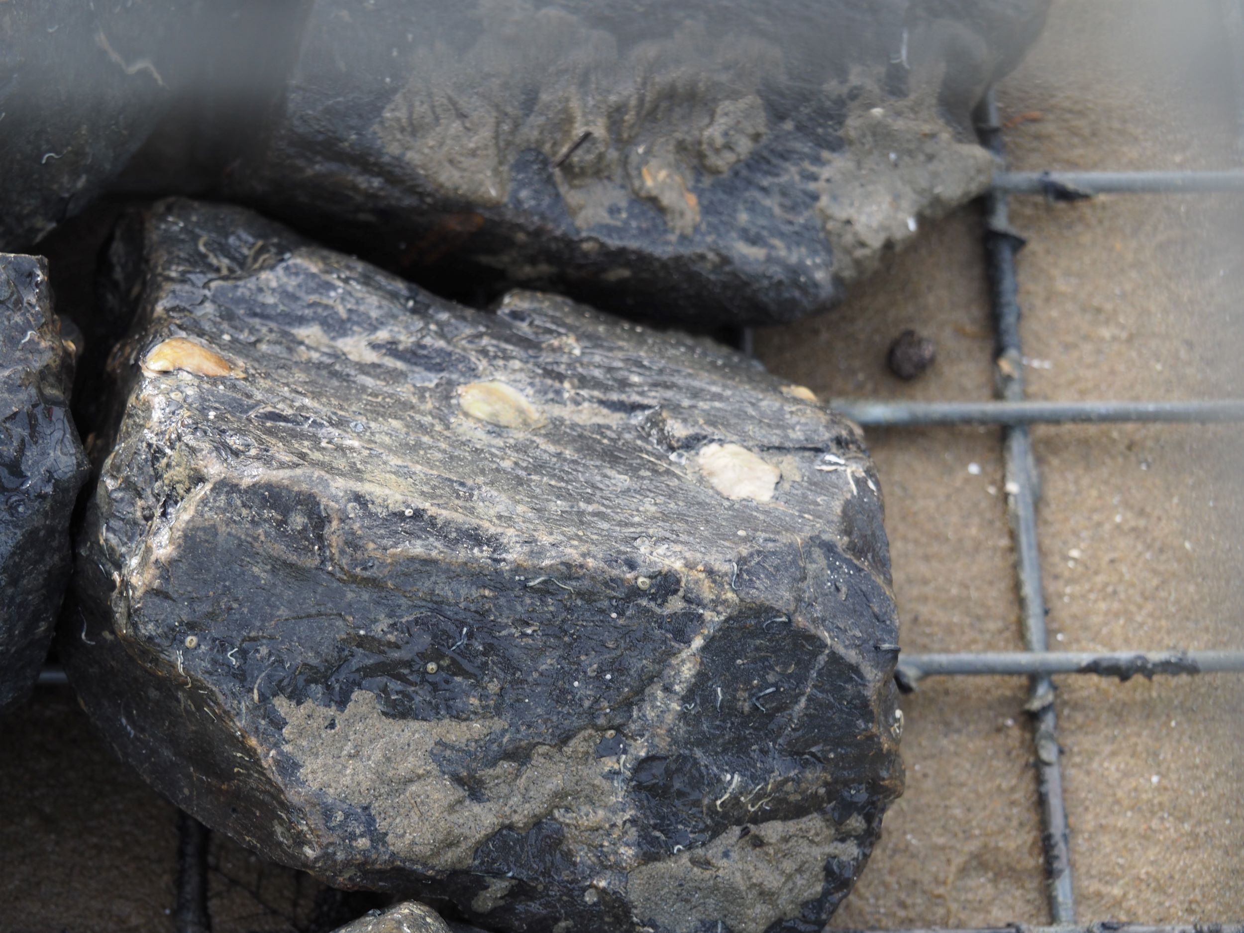 Close-up of a dark rock with several young European flat oysters attached to the surface.
