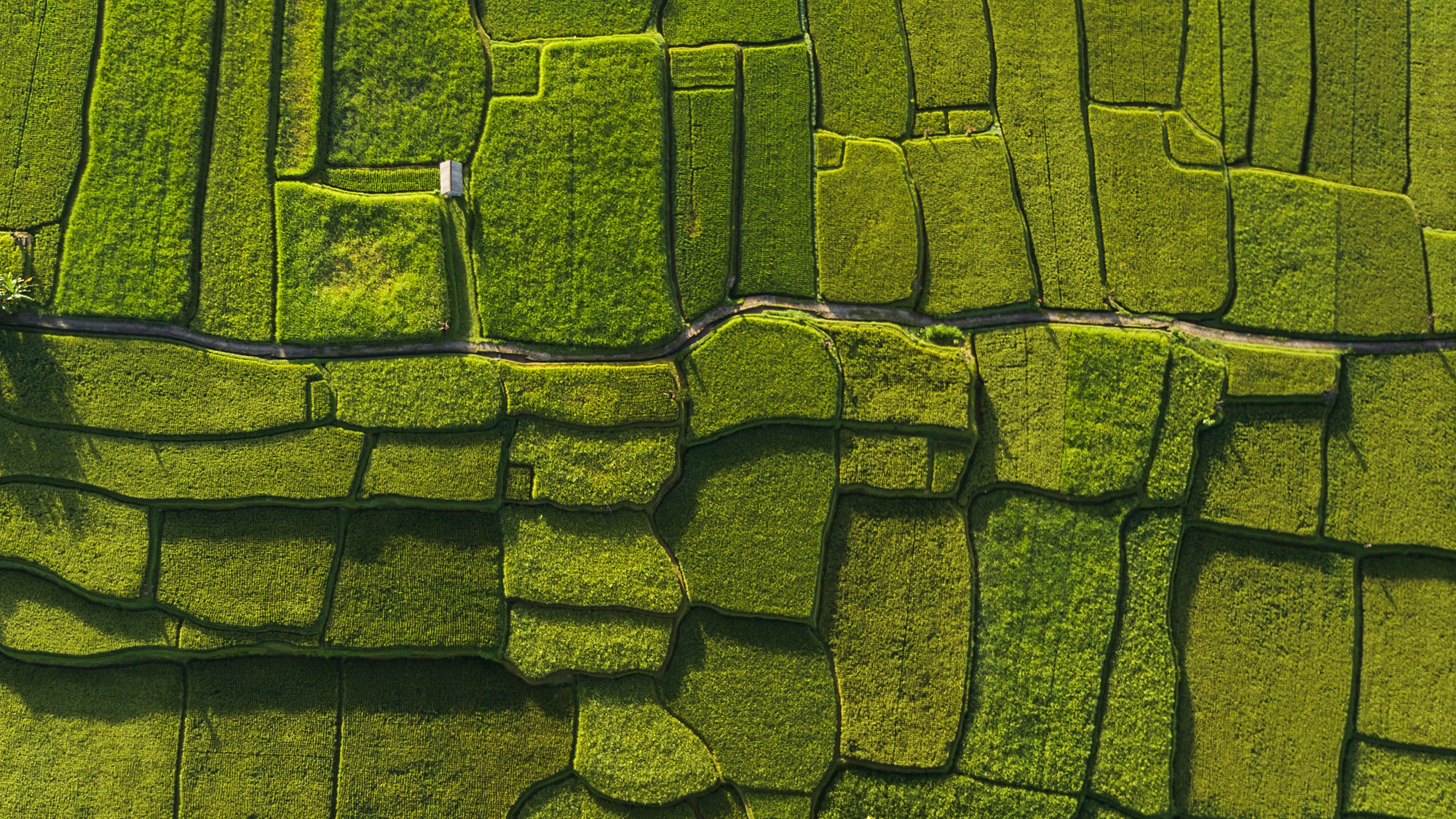 Aerial photo of rice fields in Bali in abstract, geometric shapes. A road runs through it.