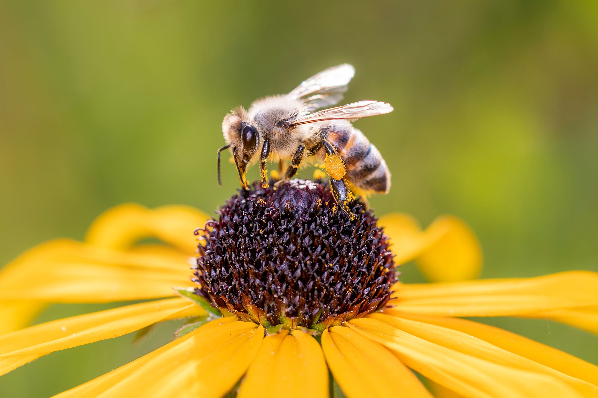 Bee on sunflower 