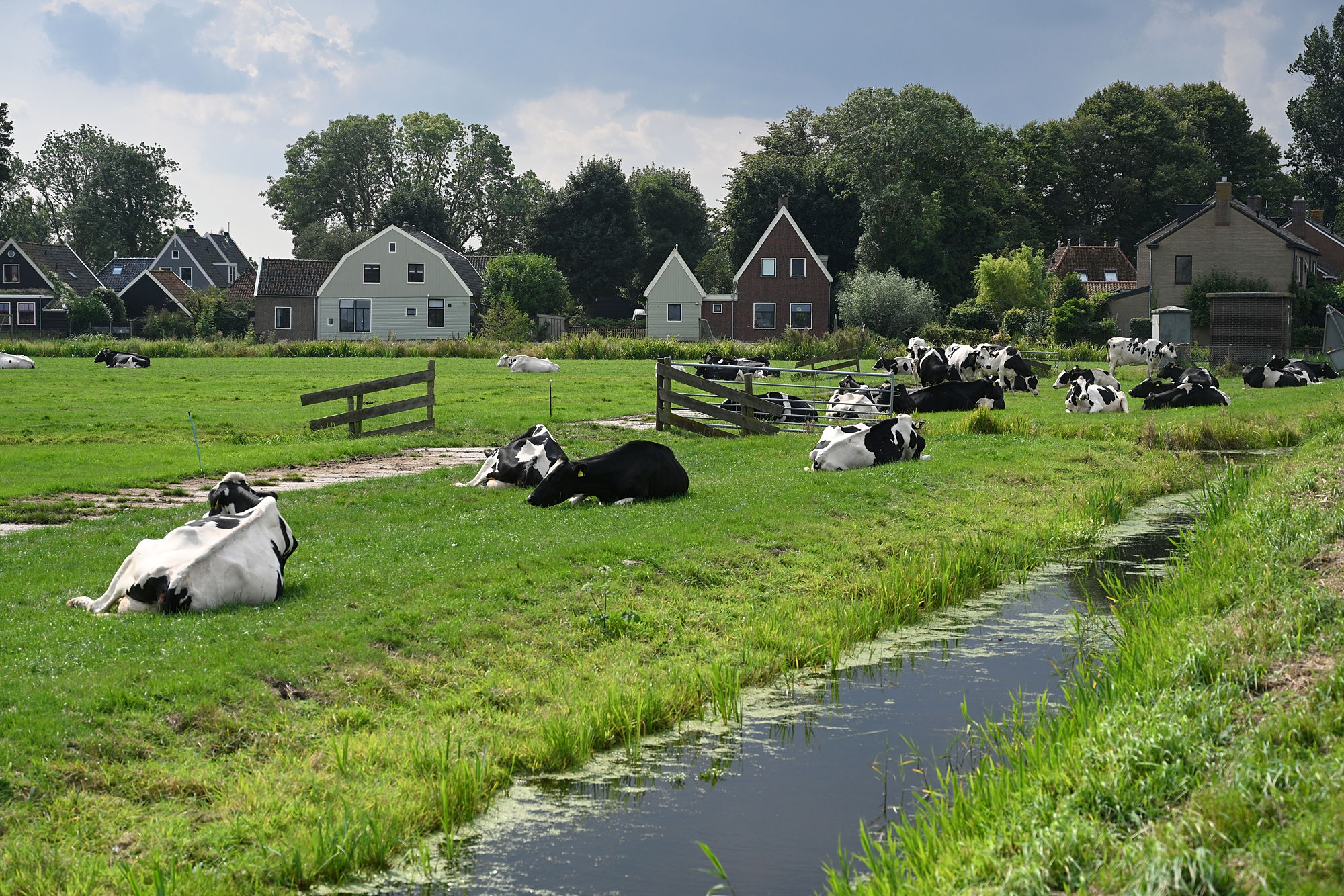 cows lying in the pasture