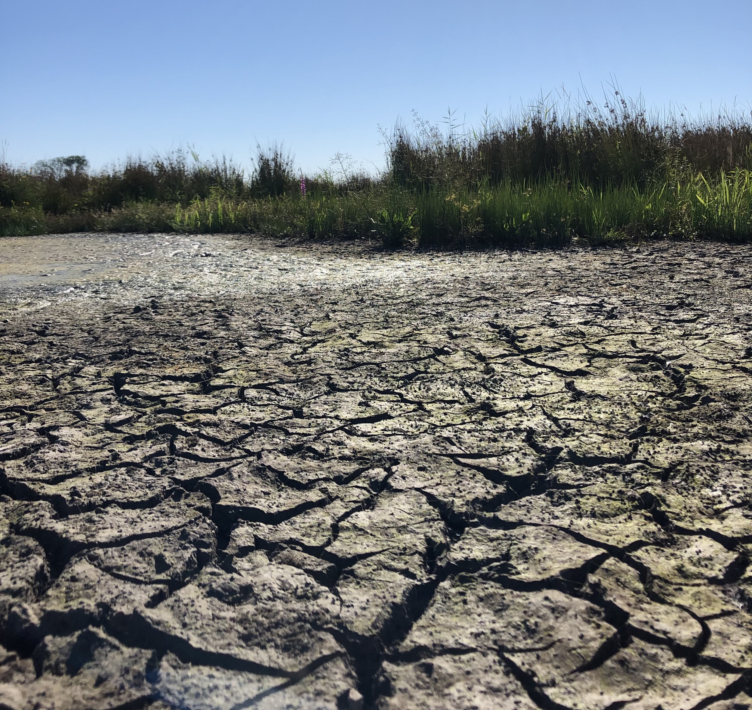 Droogte
