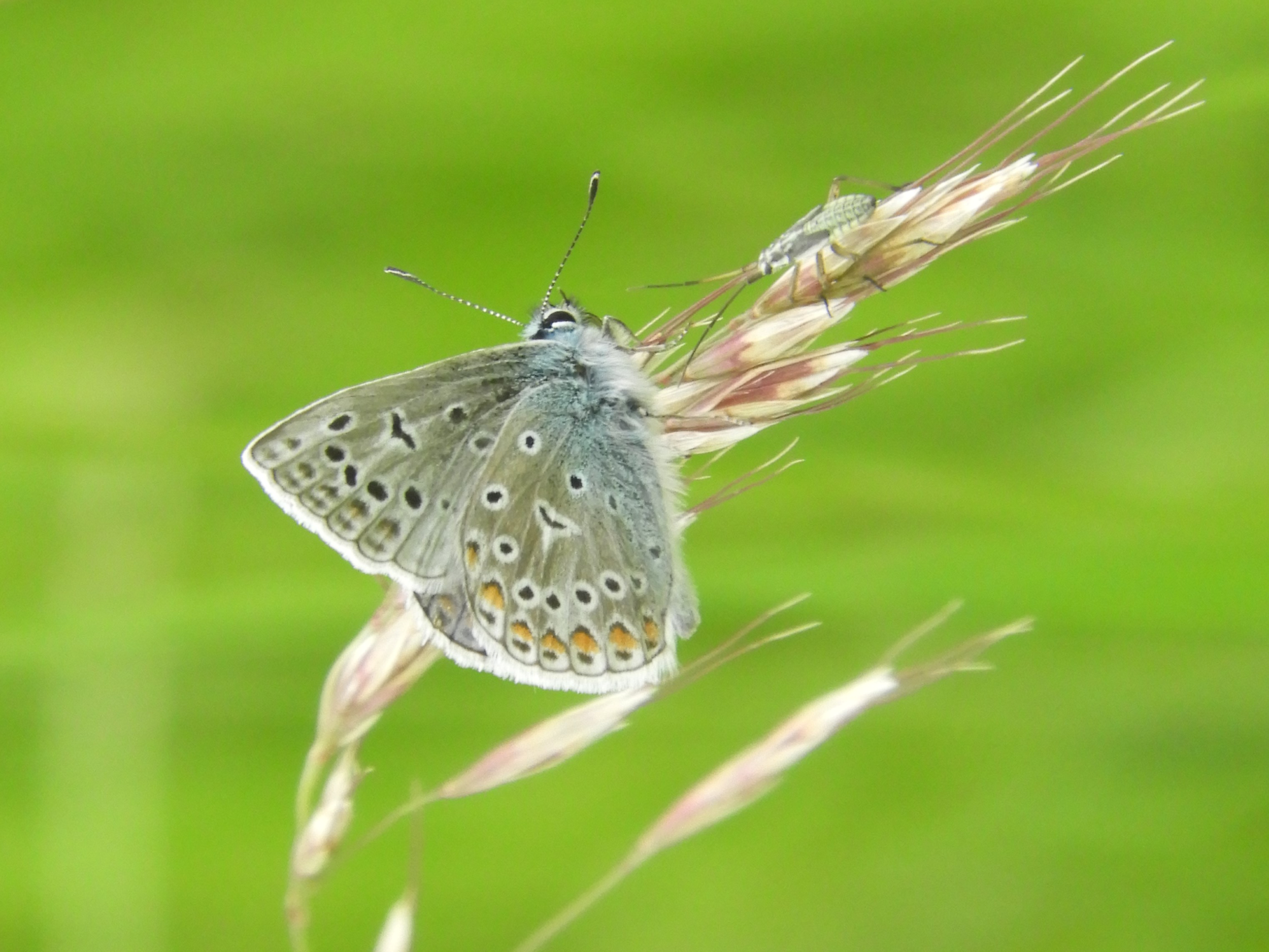 Een blauwtje en wants op een bloeiend gras