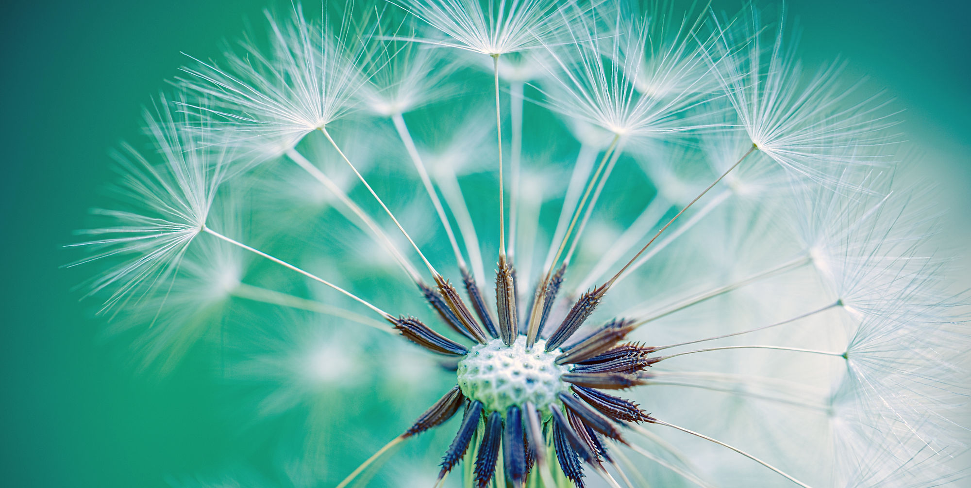 paardenbloem-shutterstock2766208293-2000x1007