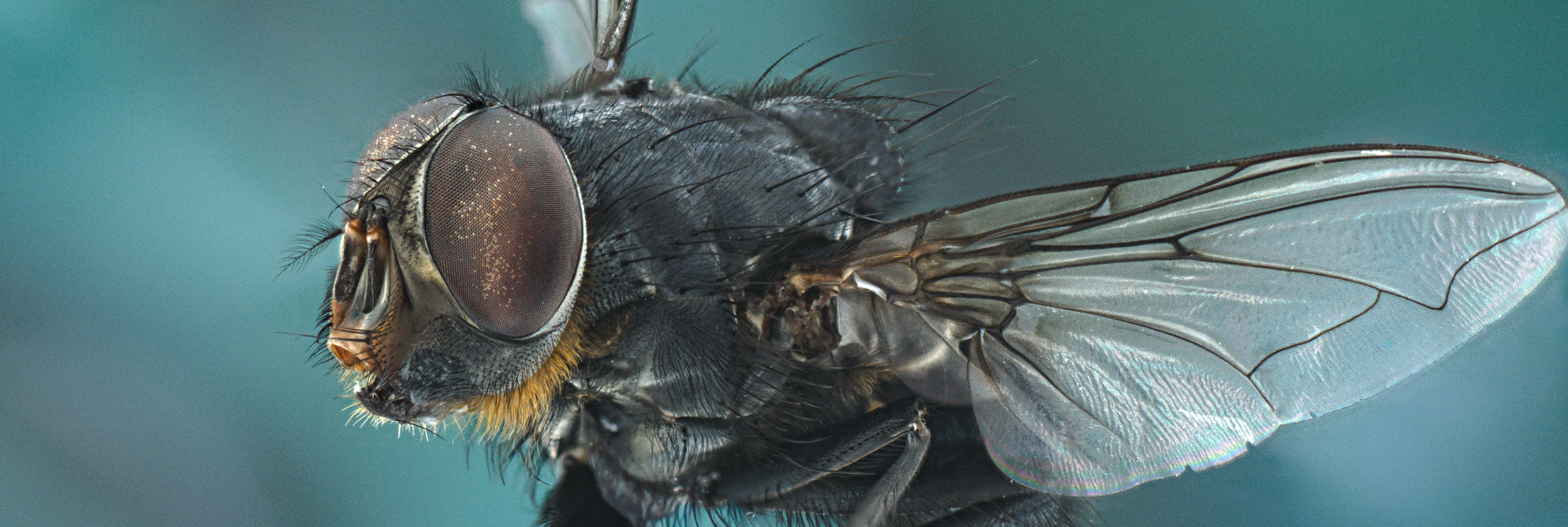Lateral view of a blowfly showing the head, thorax, and wing. The image highlights the structural coupling between the venated, translucent wing and the large thoracic flight motor system.