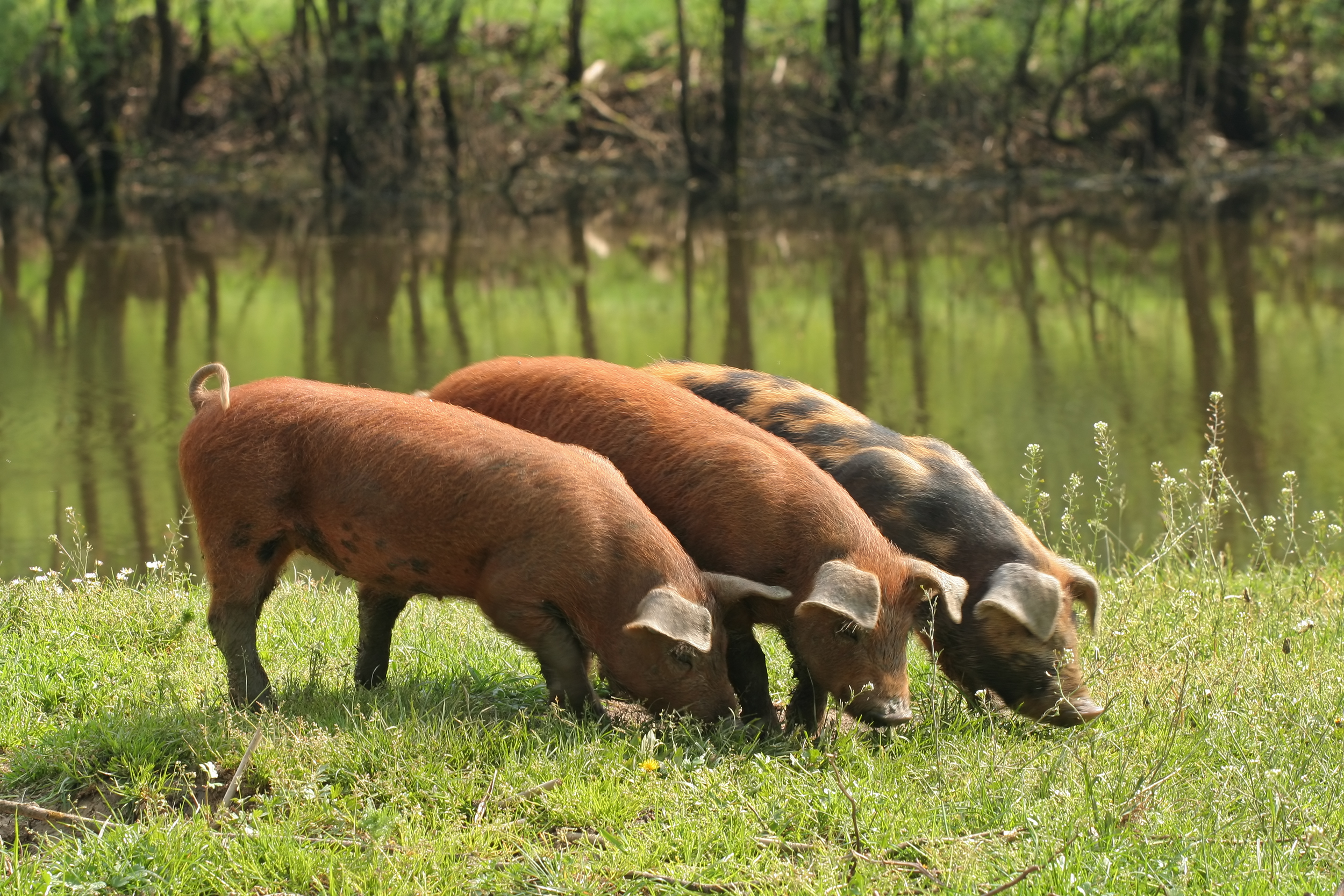 Three pigs standing side-by-side on the grass in front of a stream