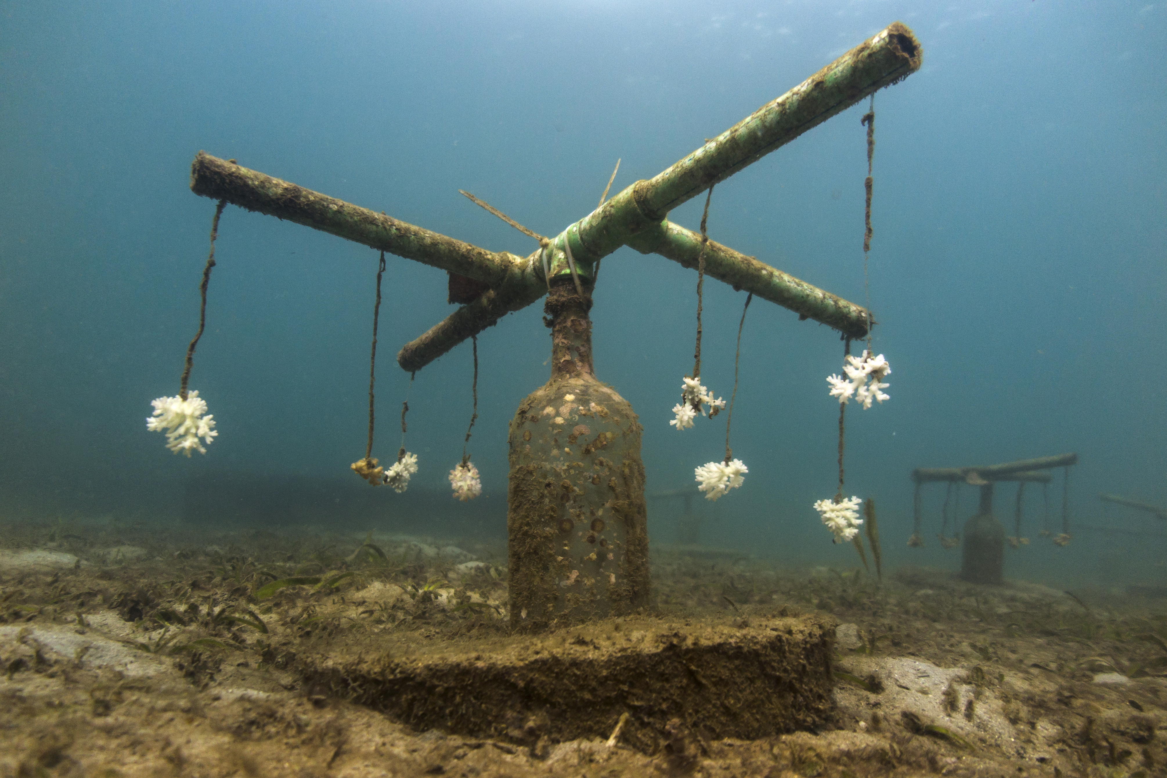Bleached coral on a nursery structure