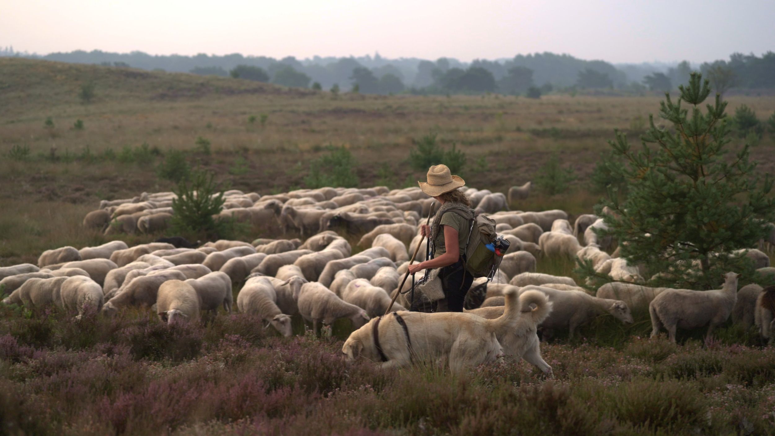 'Er gaat geen dag voorbij dat ik niet aan de wolf denk'