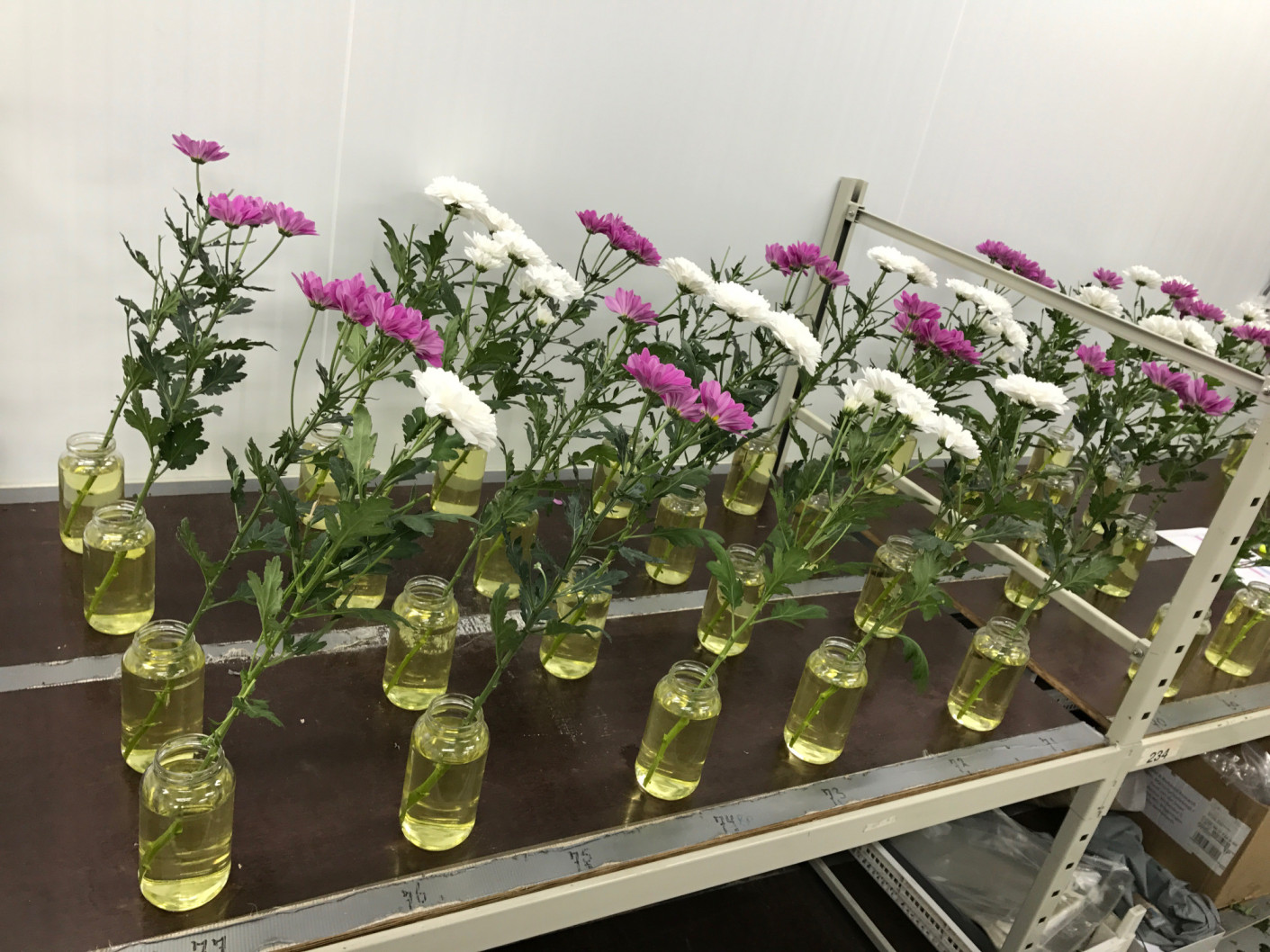 chrysanthemum flowers in separate nutrient solution containers