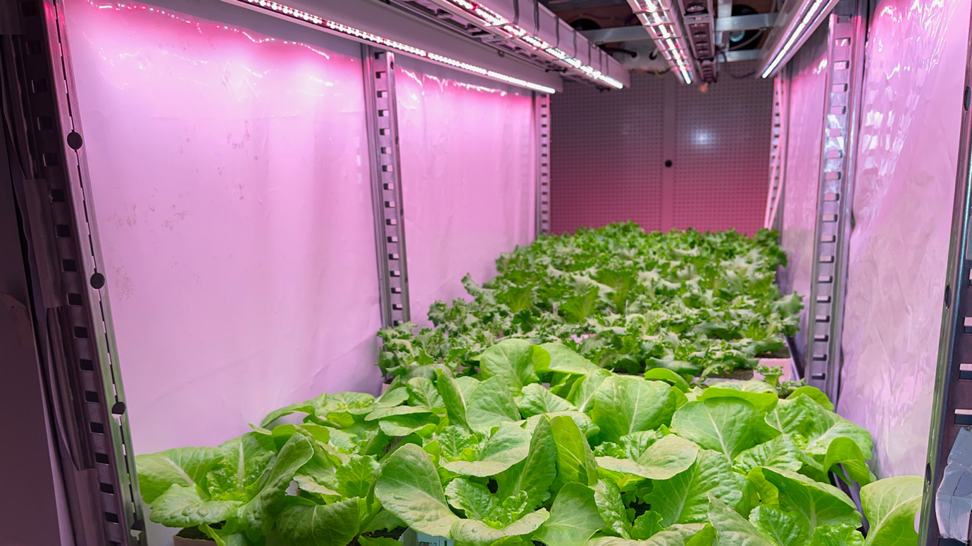 lettuce in Klima