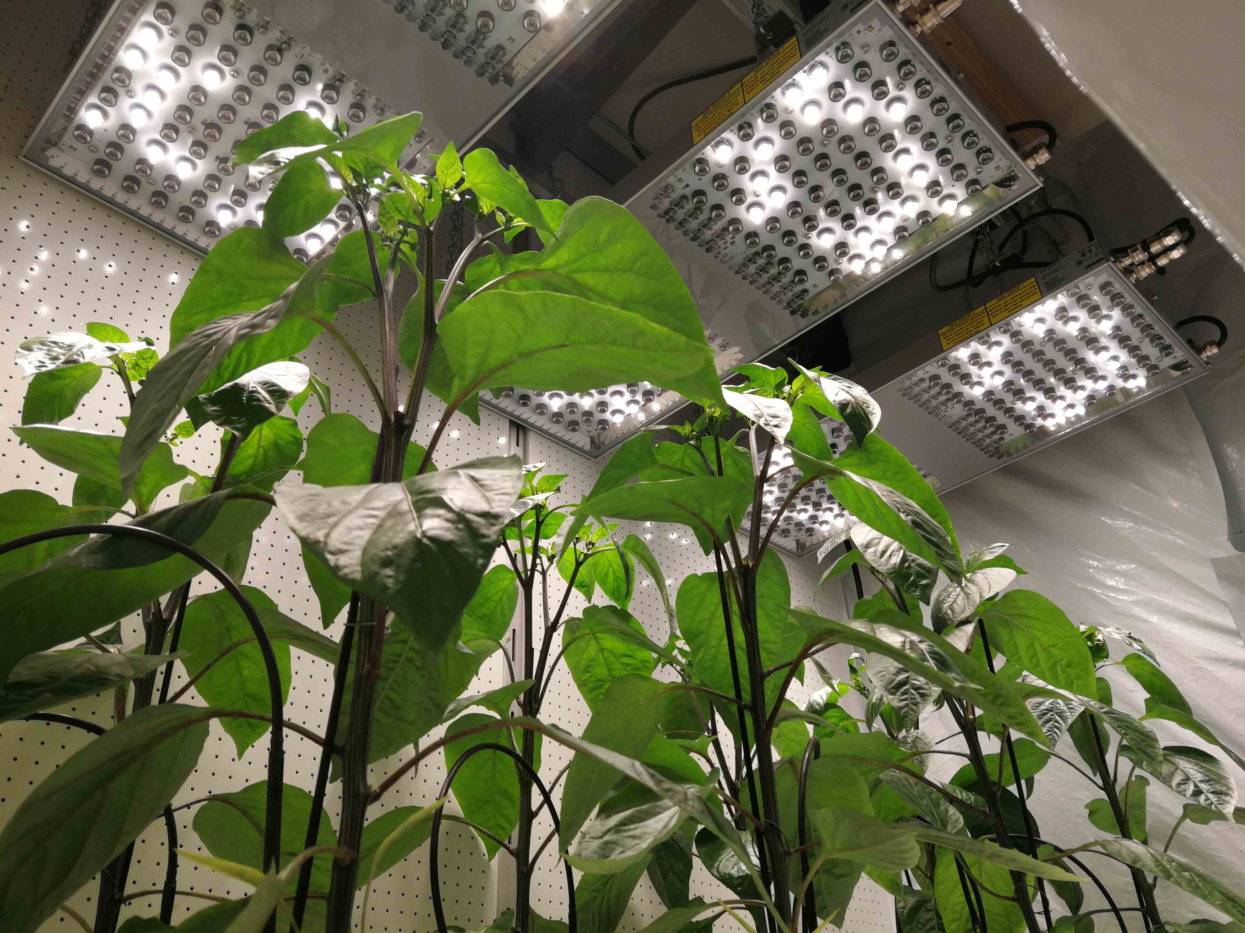 lights on pepper plant in klima