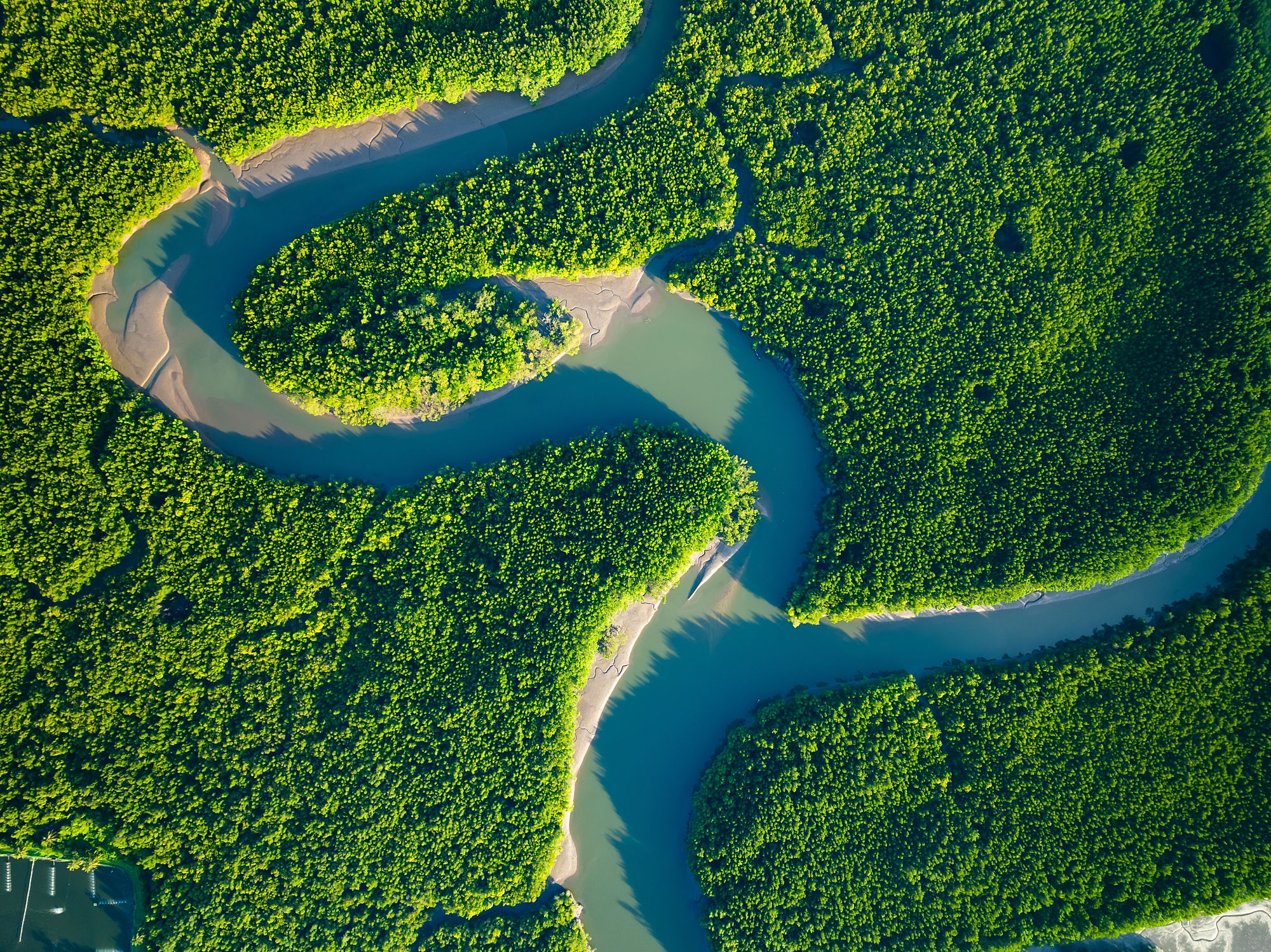 Mangrove landschap