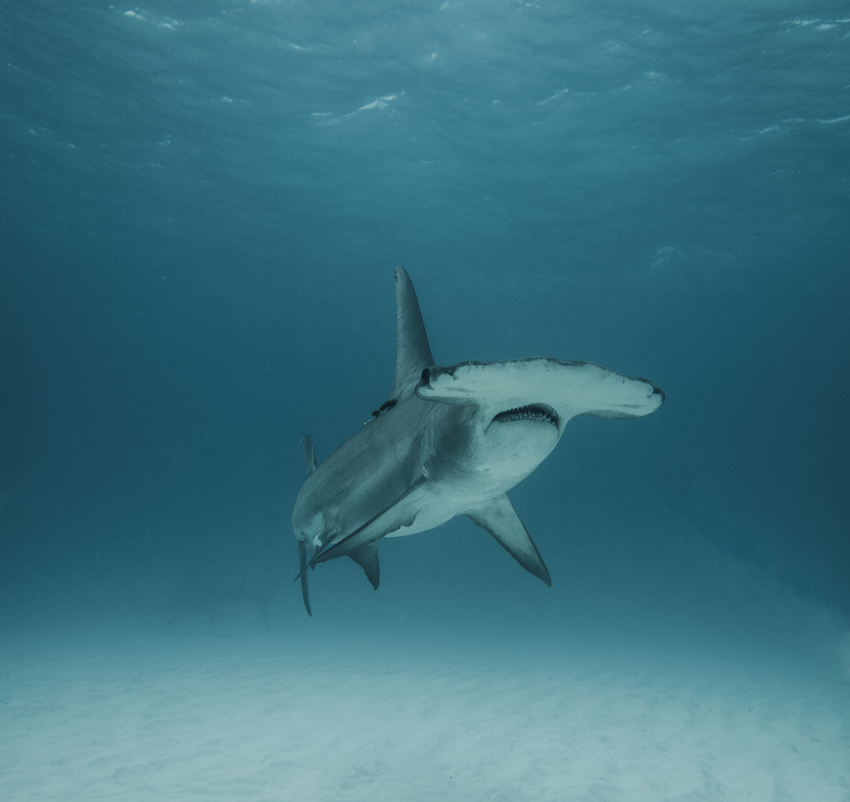 Hammerhead shark