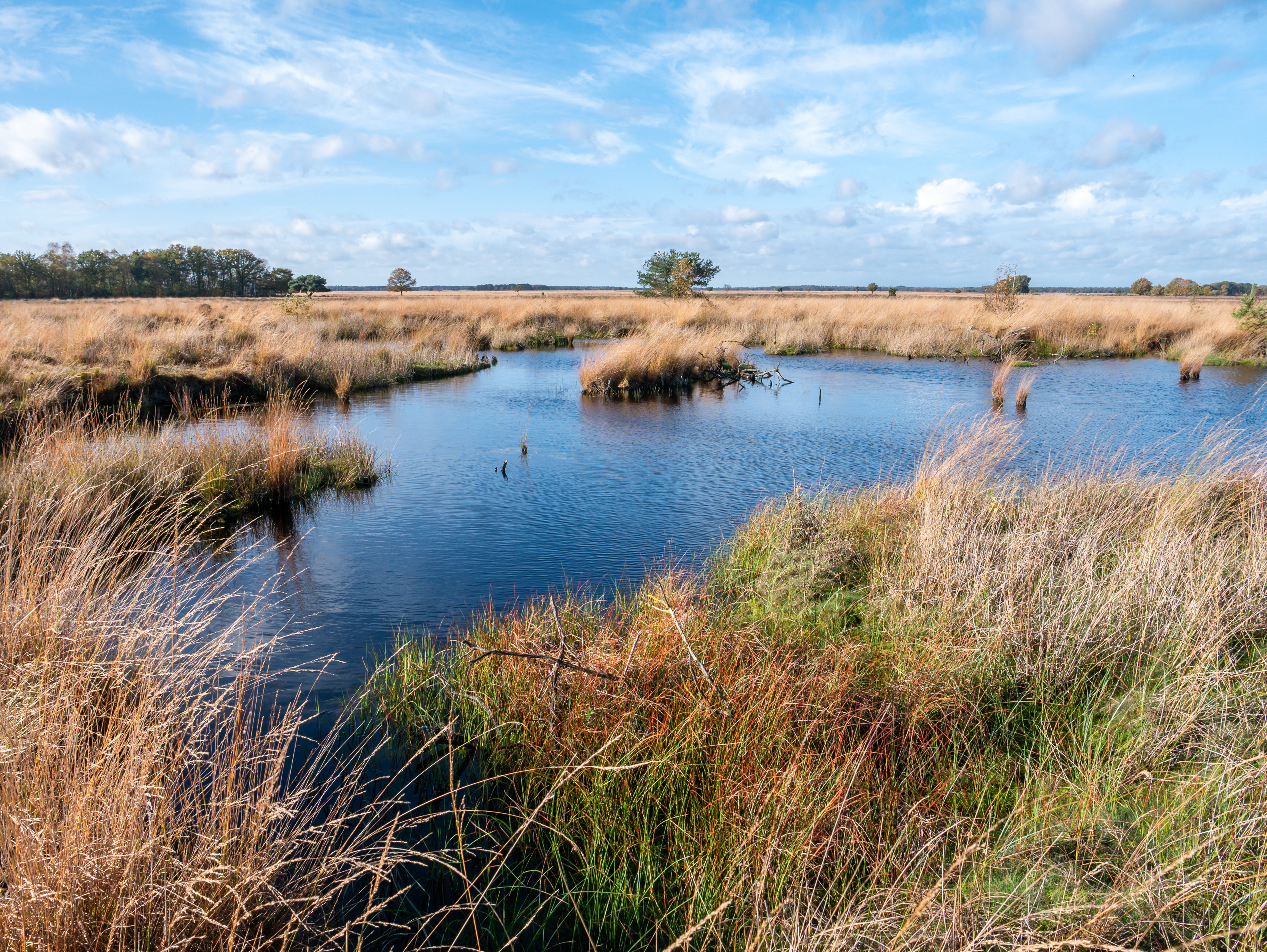 Moor grass and water pool, peat bog in national park Dwingelderveld, Drenthe, Netherlands