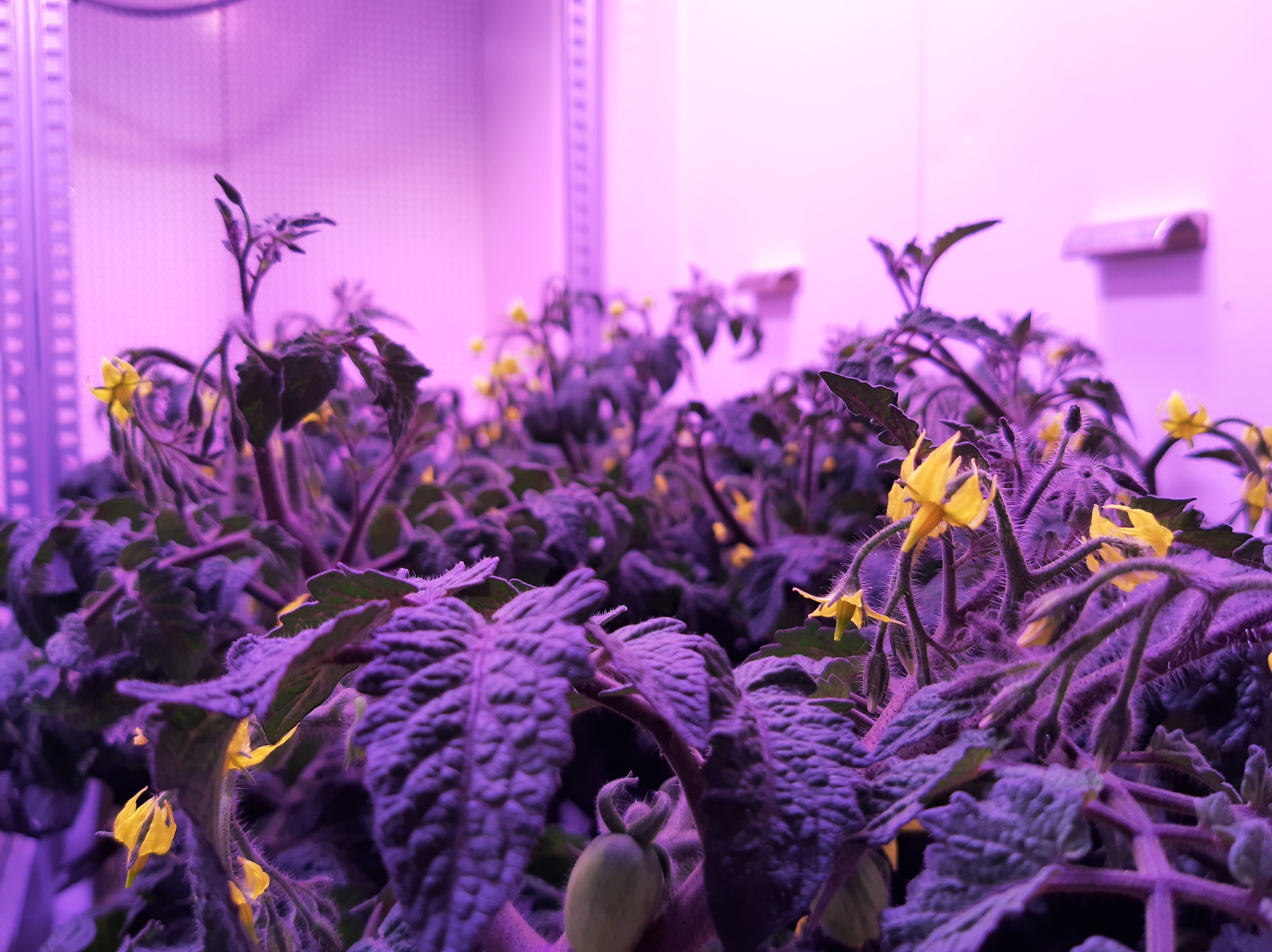 tomato plants in bloom in Klima