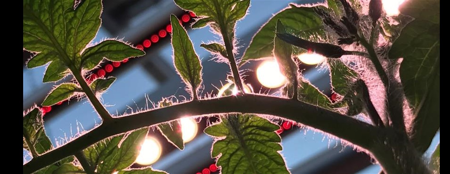 lights on tomato plant
