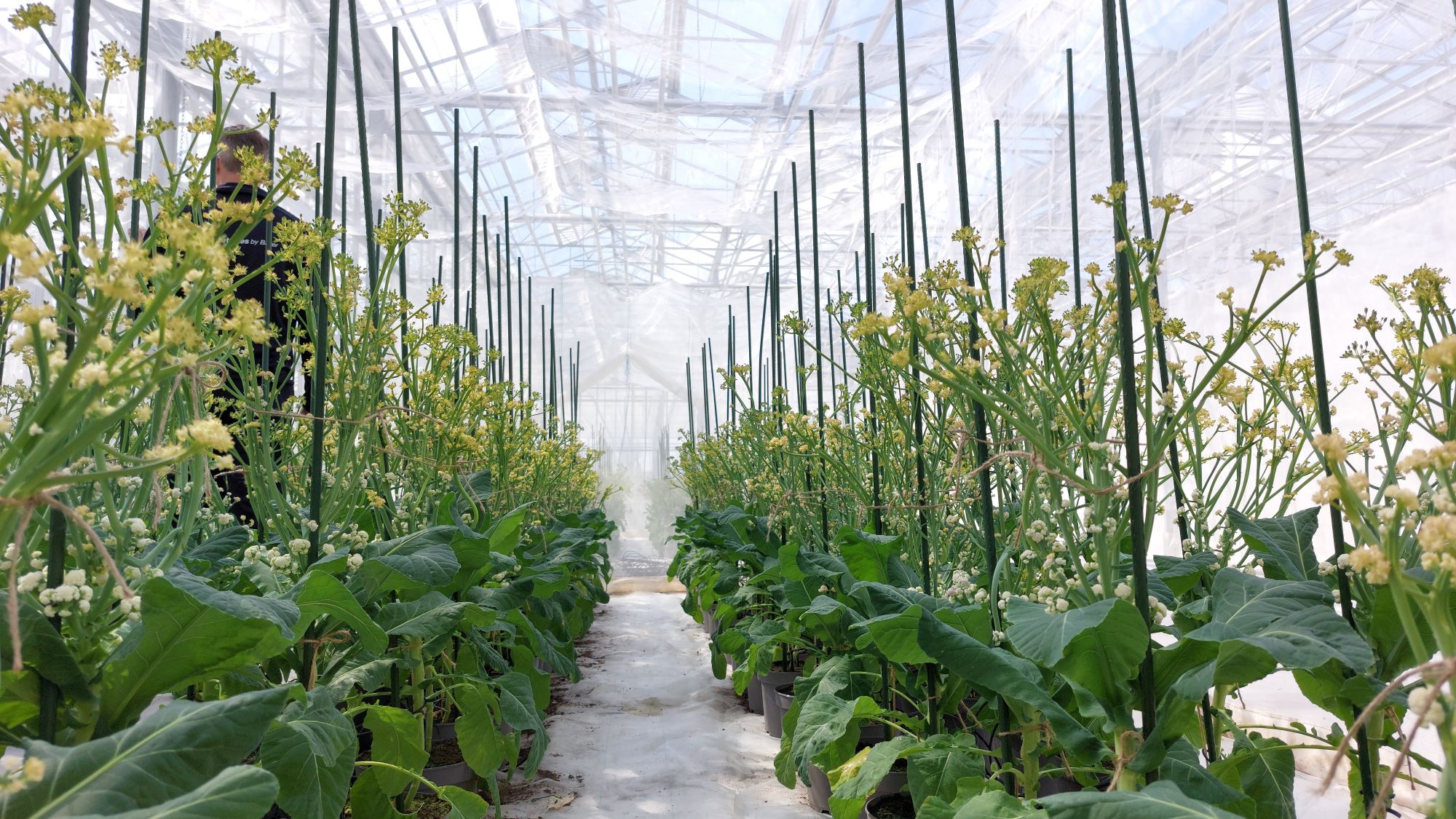 Brassica's in bloei in een tent