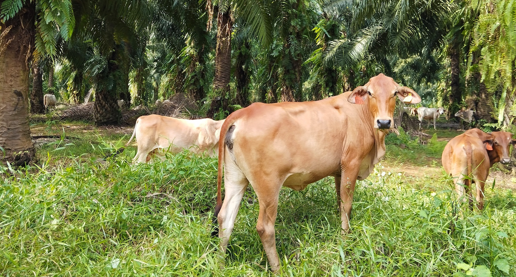 cattle under oil palm trees