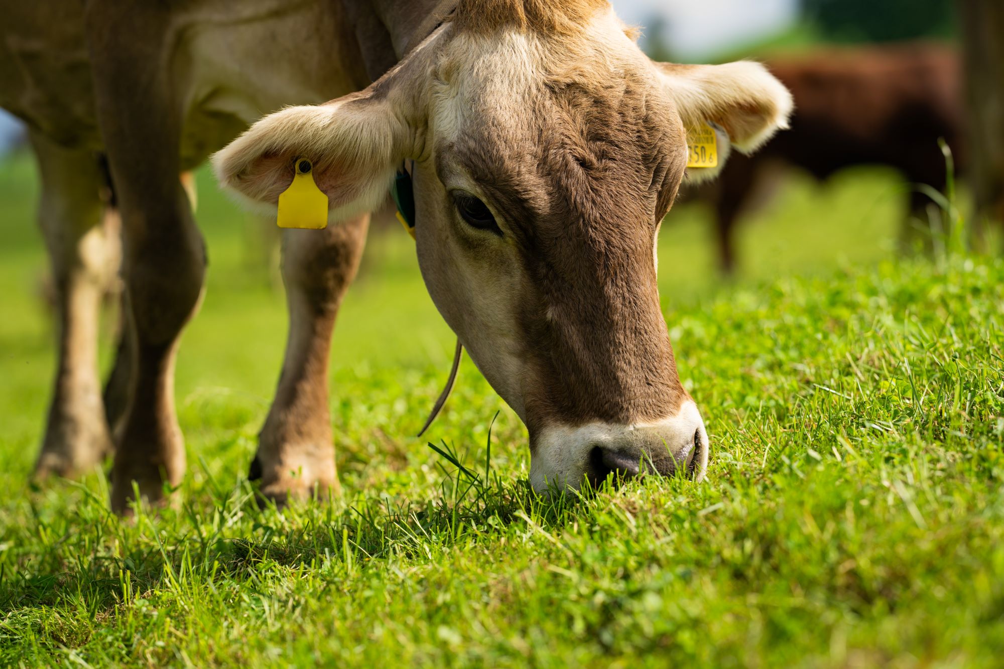 Close-up of a light brown cow in a field