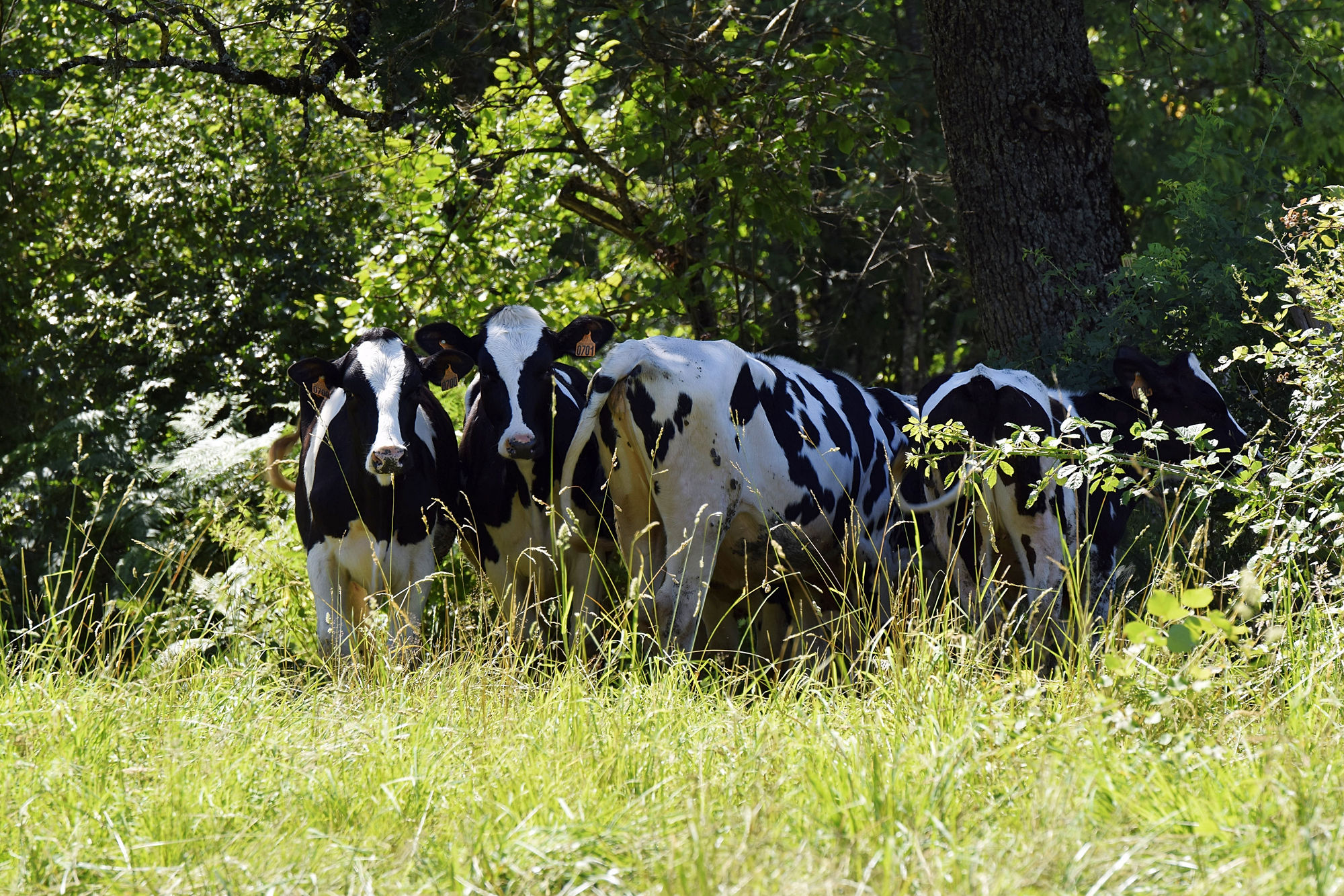 Cows in a field
