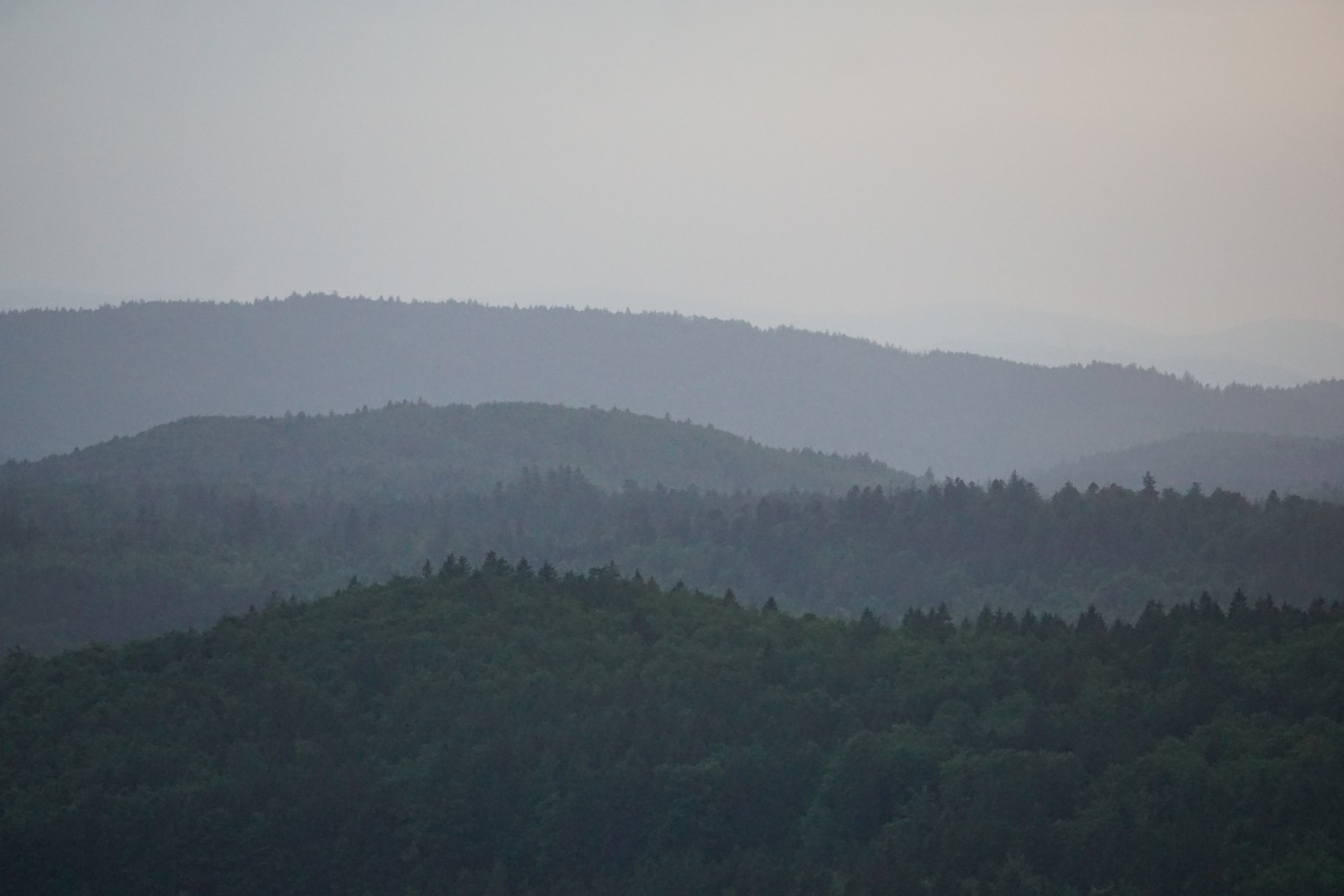 Uitzicht bossen
