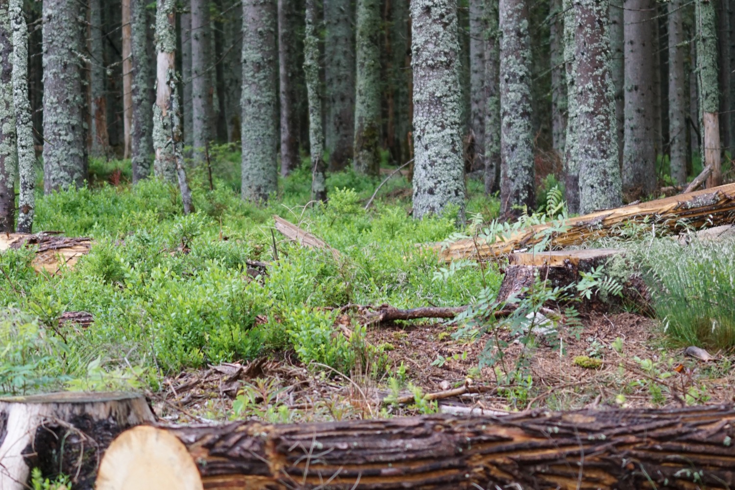 Productiebos met dennenbomen