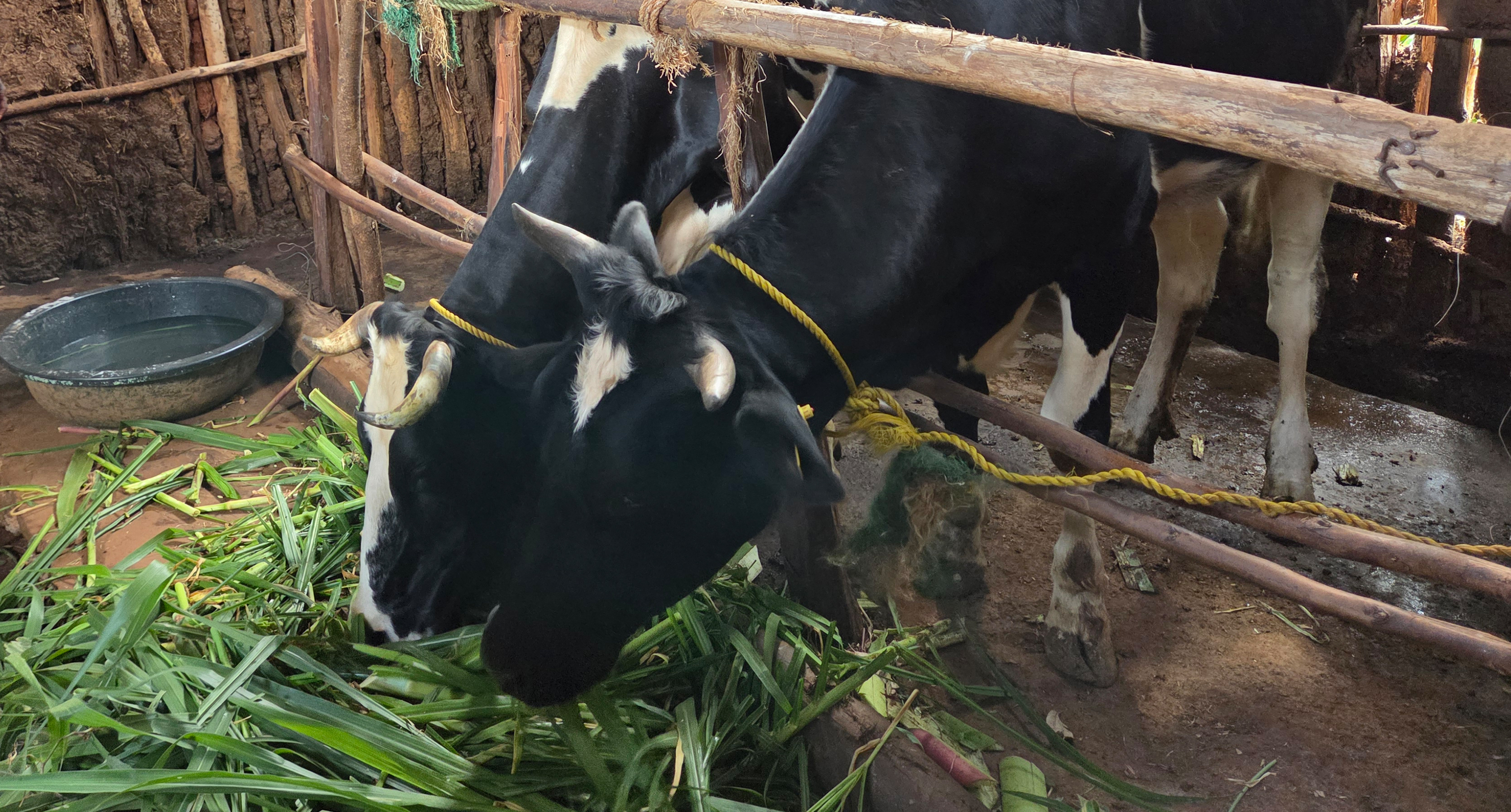 two black cows feeding on Napier grass in an Ethiopian stable