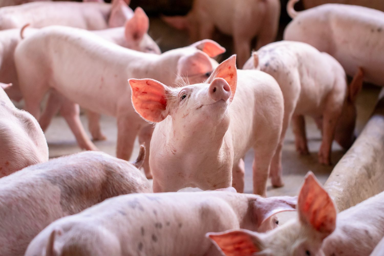 Group of piglets in a barn