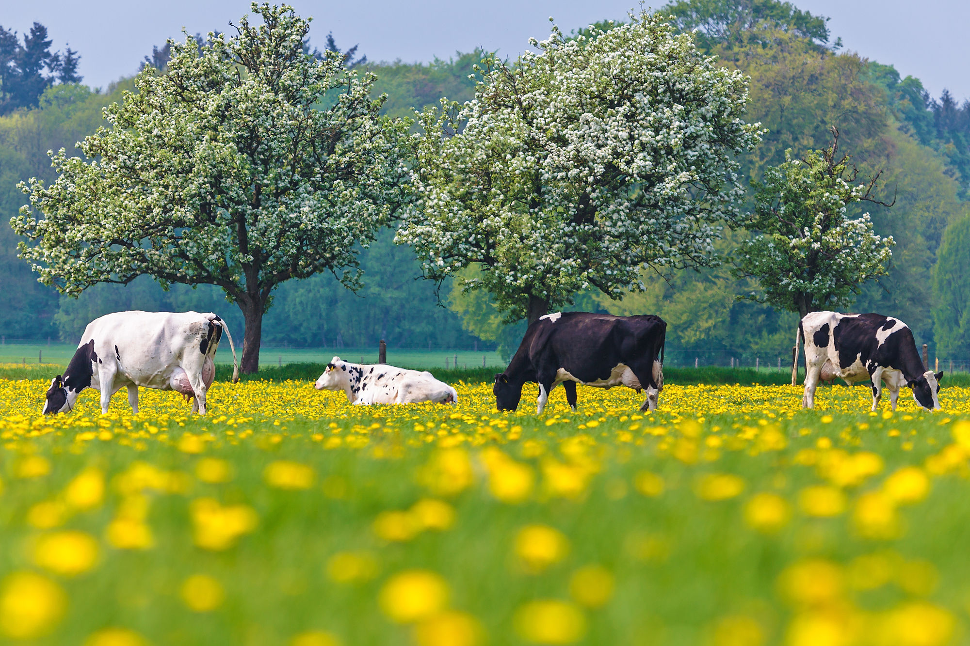 cow grazing in herb-rich grassland with trees