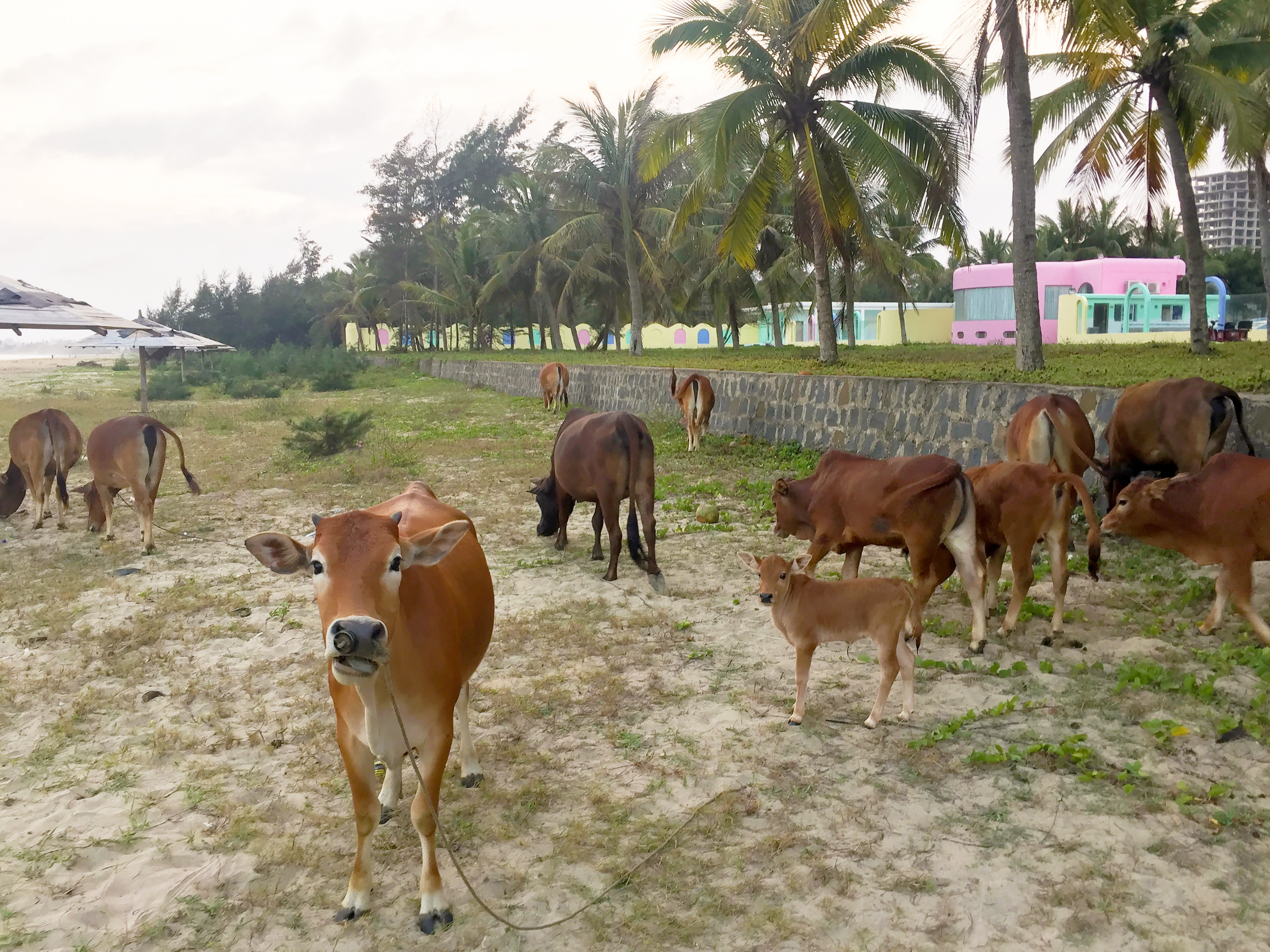 brown cows are grazing next to a row of palm trees