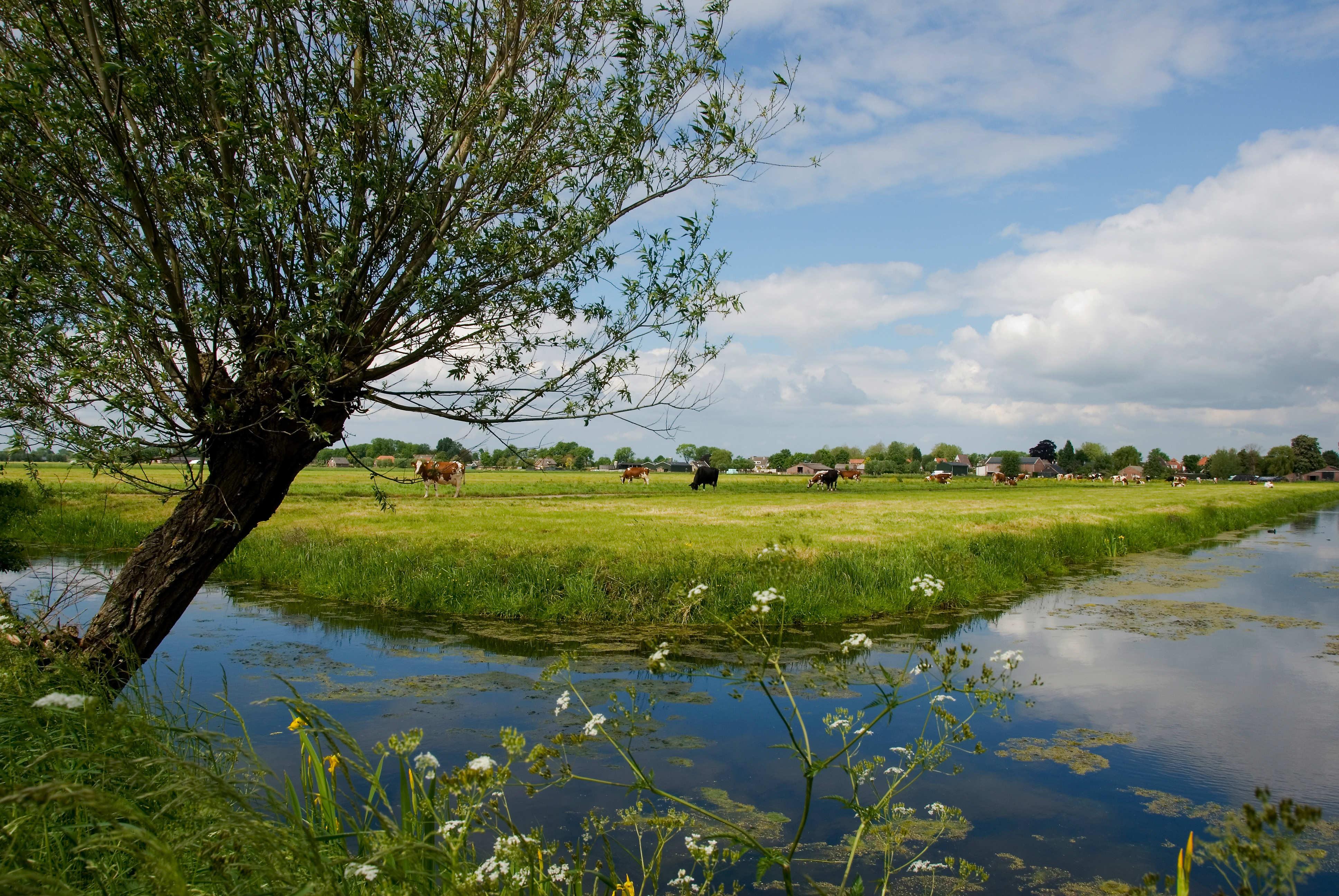 peatlandscape with willow tree and grazing cows