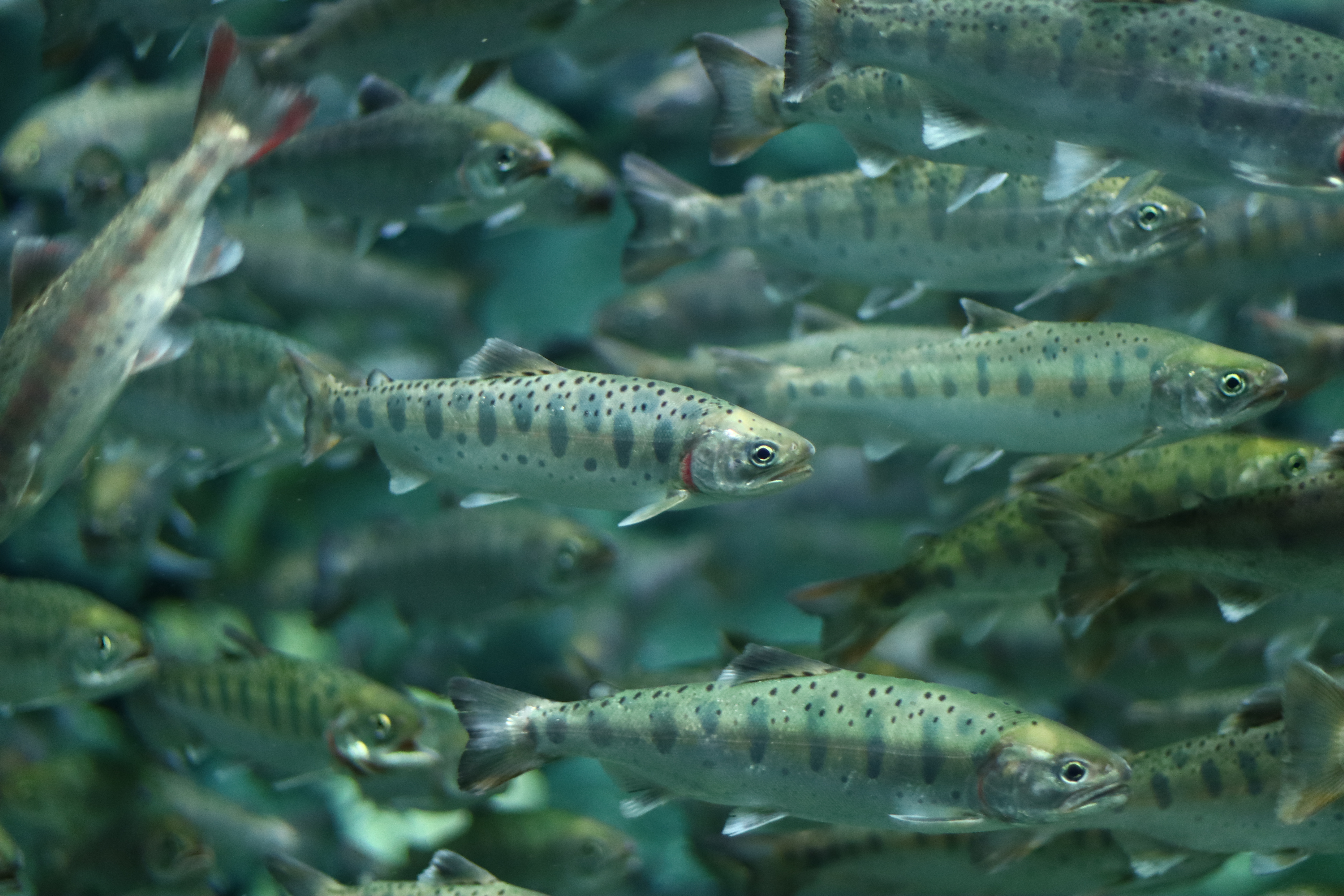 young salmon swimming