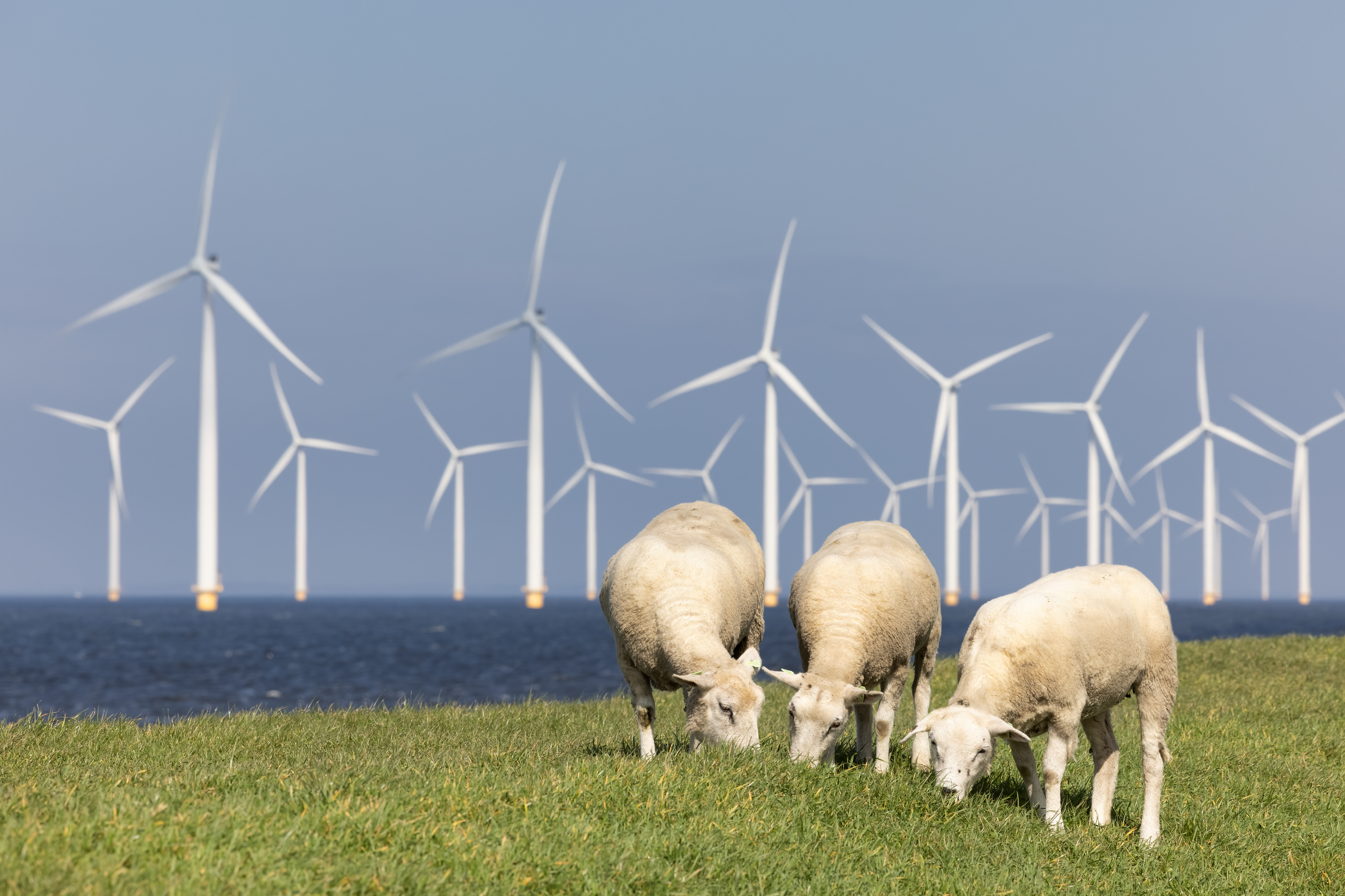 sheep grazing on a dike with a wind farm in the background