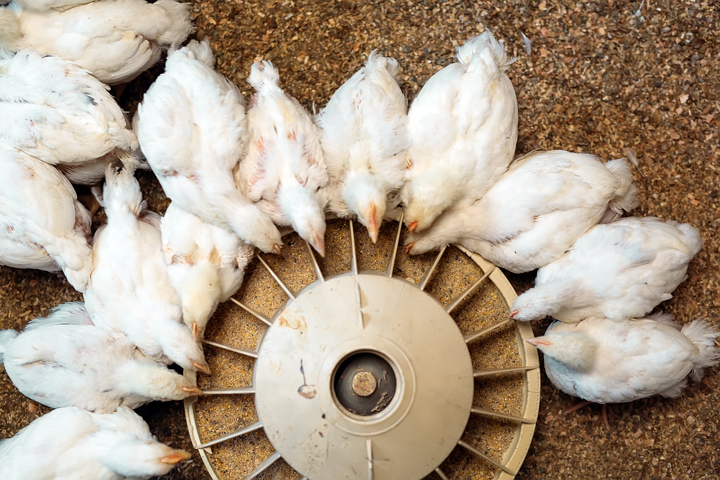 broilers around a filled circular feeding unit