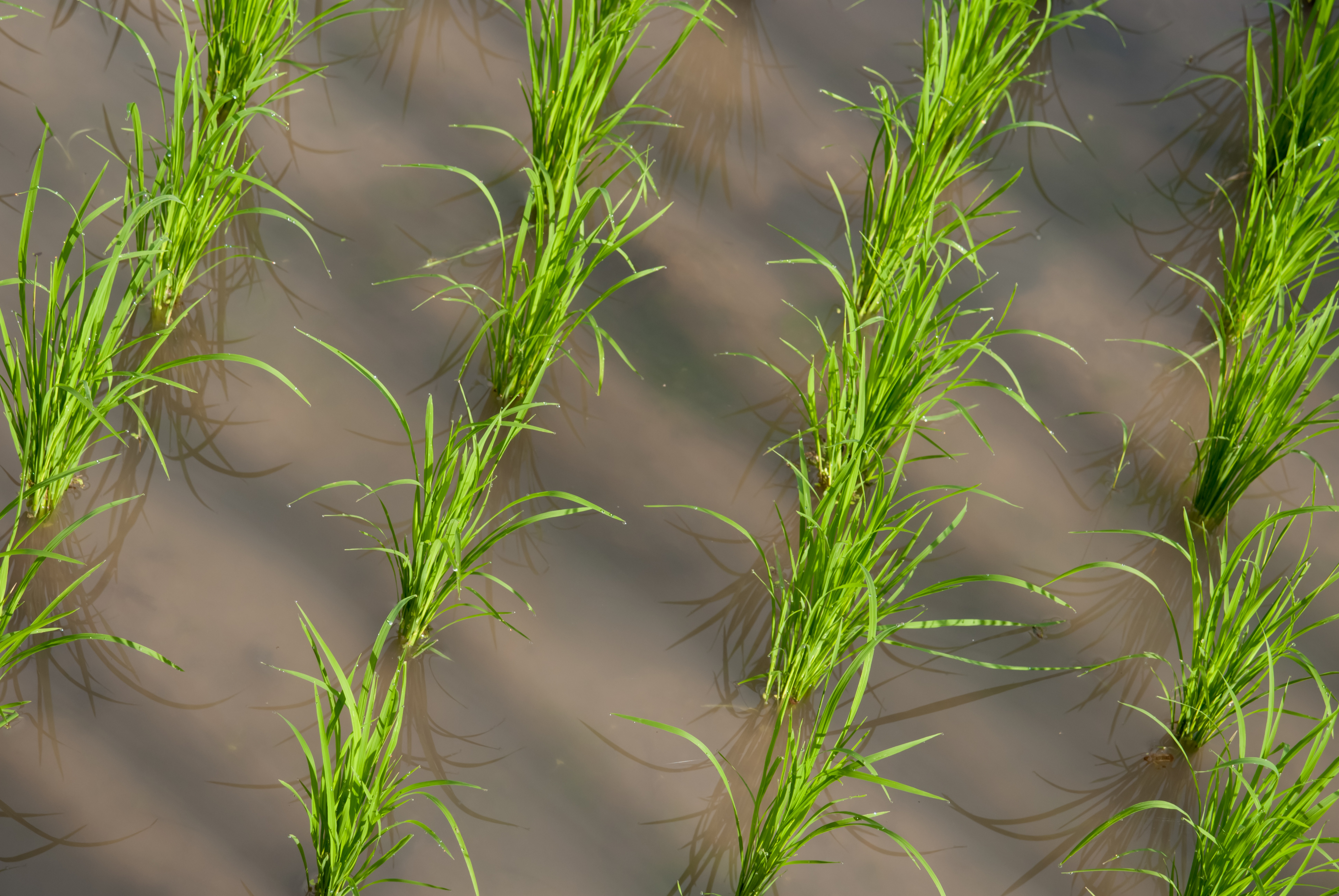 rows of young rice plants in muddy water