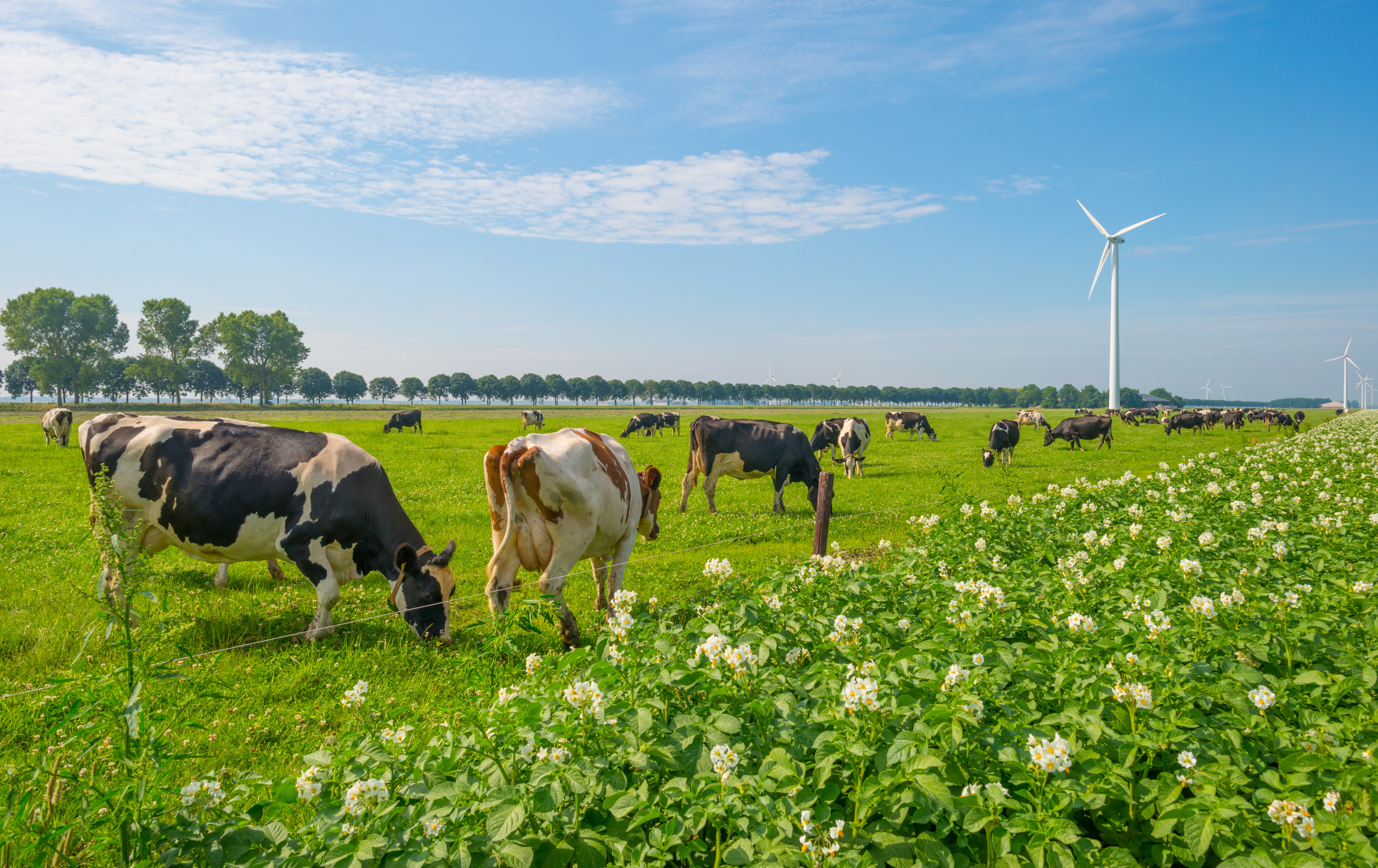 grazing cows next to potato field, modern windmill in the background